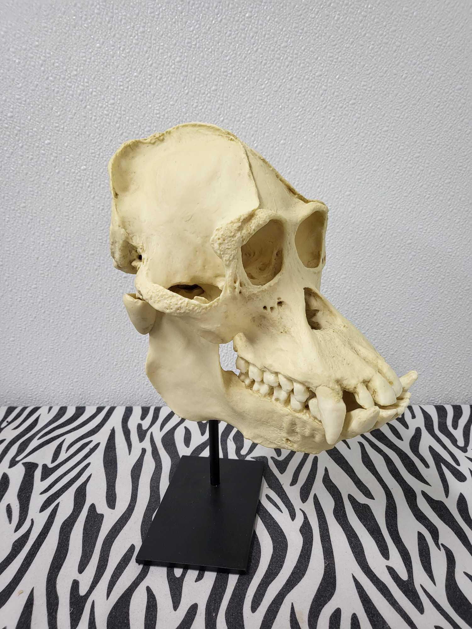TAXIDERMY PRIMATE SKULL: This skull came as part of a collection fron the top bioogist at the University of Stanford they are cast to scale from the real animal 