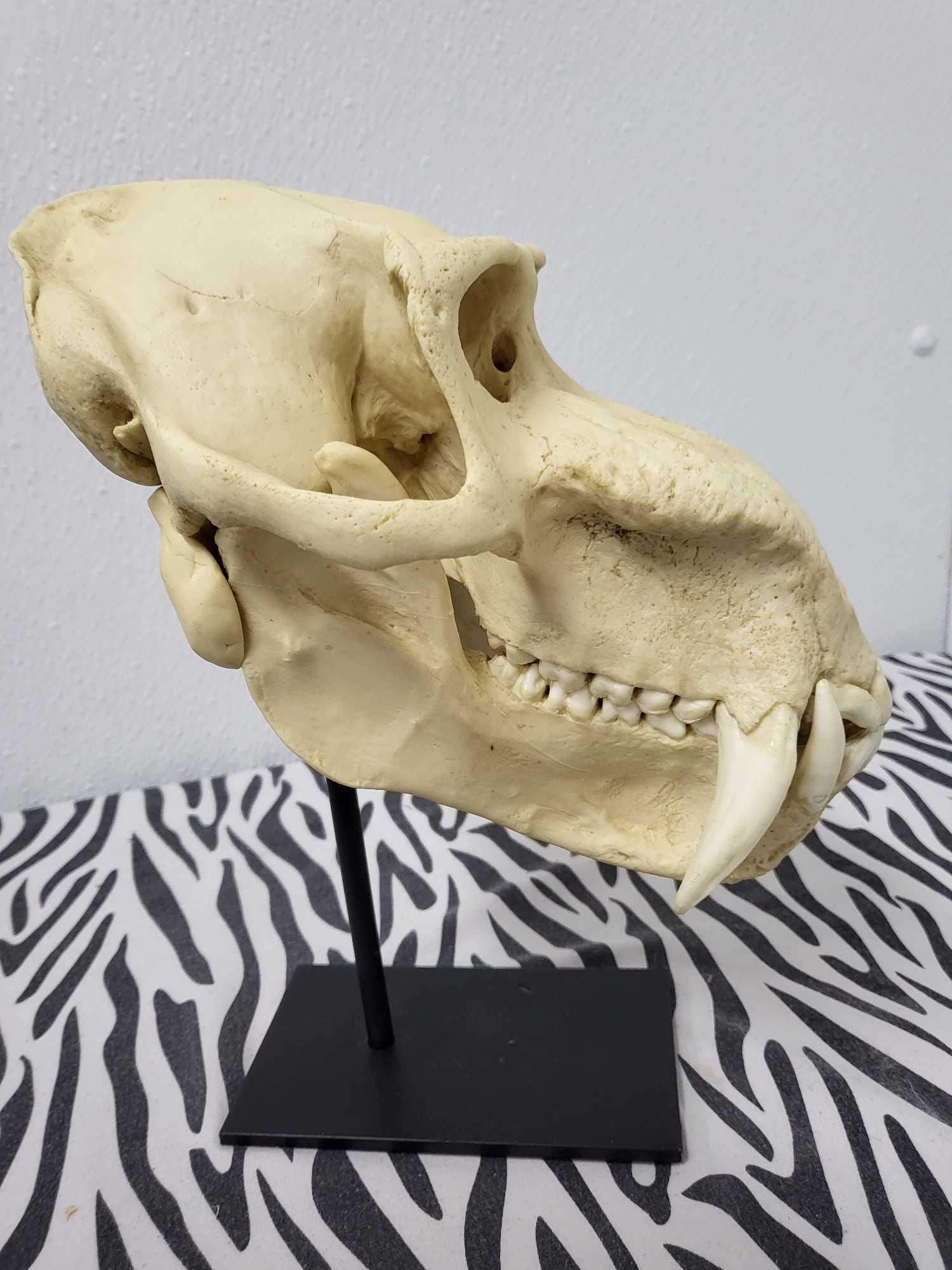 TAXIDERMY PRIMATE SKULL: This skull came as part of a collection from the top biologist at the University of Stanfors they are cast to scale from the real animal 