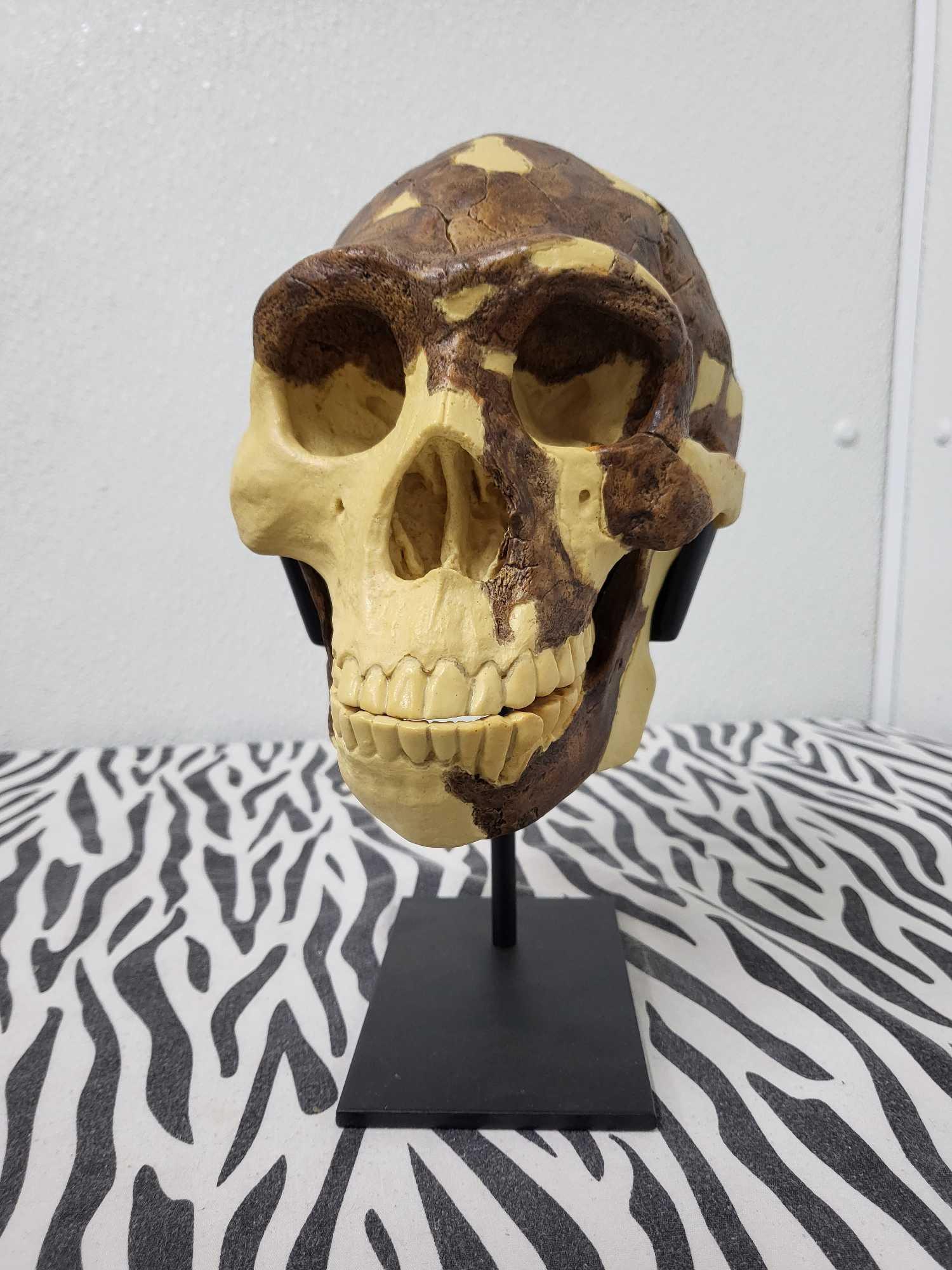 TAXIDERMY PRIMATE SKULL: This a a Fossil Hominids Primate skull from a collection of skulls from a biologist at the University of Stanford 