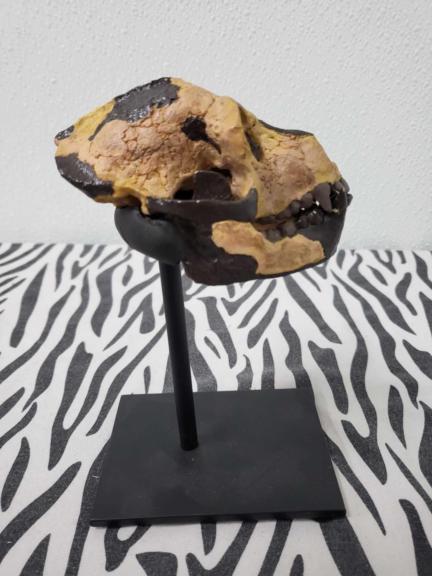 TAXIDERMY PRIMATE SKULL: This is a fossil hominids primate skull from a large collection of skulls from a biologist at the univeristy of standford