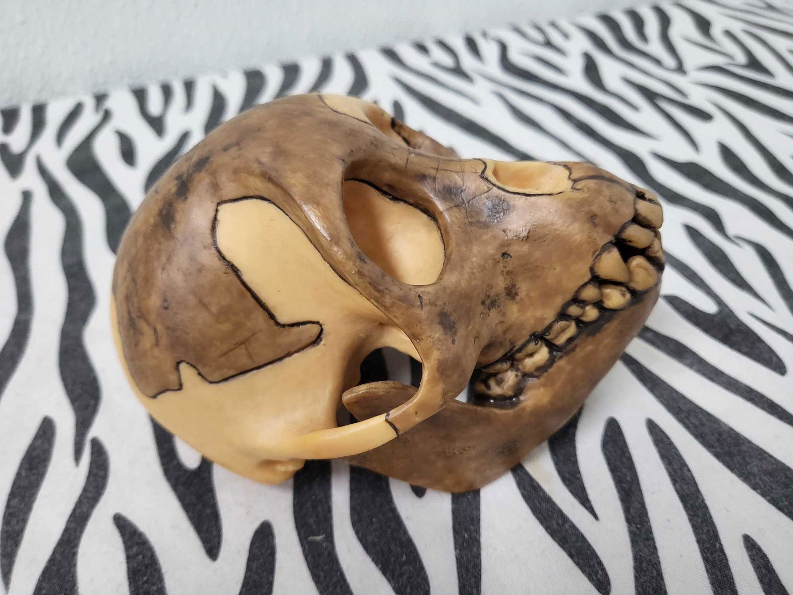 TAXIDERMY PRIMATE SKULL: This is a fossil hominids primate skull from a large collection of skulls from a biologist from the university of stanford 