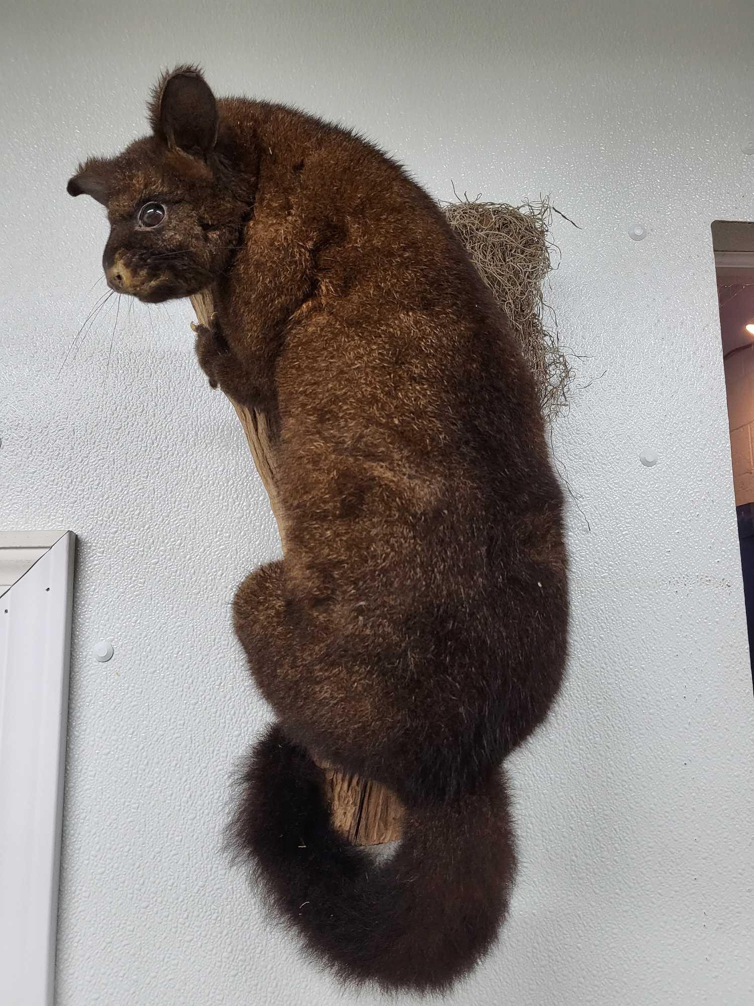 TAXIDERMY AUSTRALIAN POSSUM: Very rare color on this beautiful life like possum