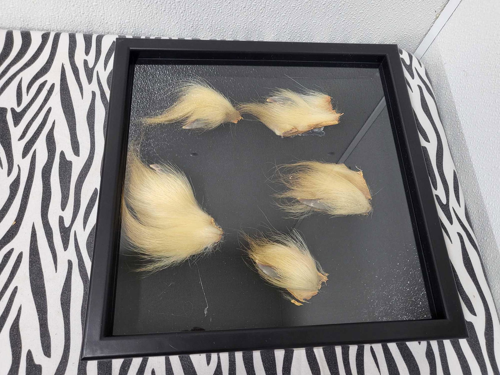 U.S.BUYERS ONLY TAXIDERMY POLAR BEAR CLAWS: This is a rare chance to own a full set of left back claws of a Polar Bear. Comes with the proper papers