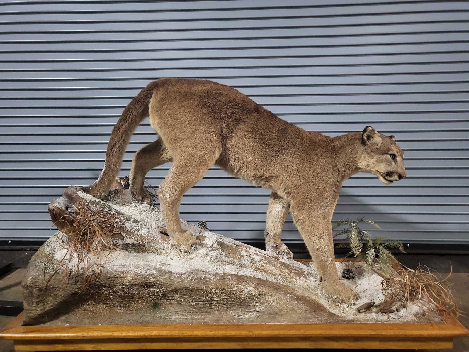 TAXIDERMY MOUNTAIN LION: Anther get mount out of my high end personal collection . The B&C cat is just over the top . A great life size cat that would look great in ant gameroom . 