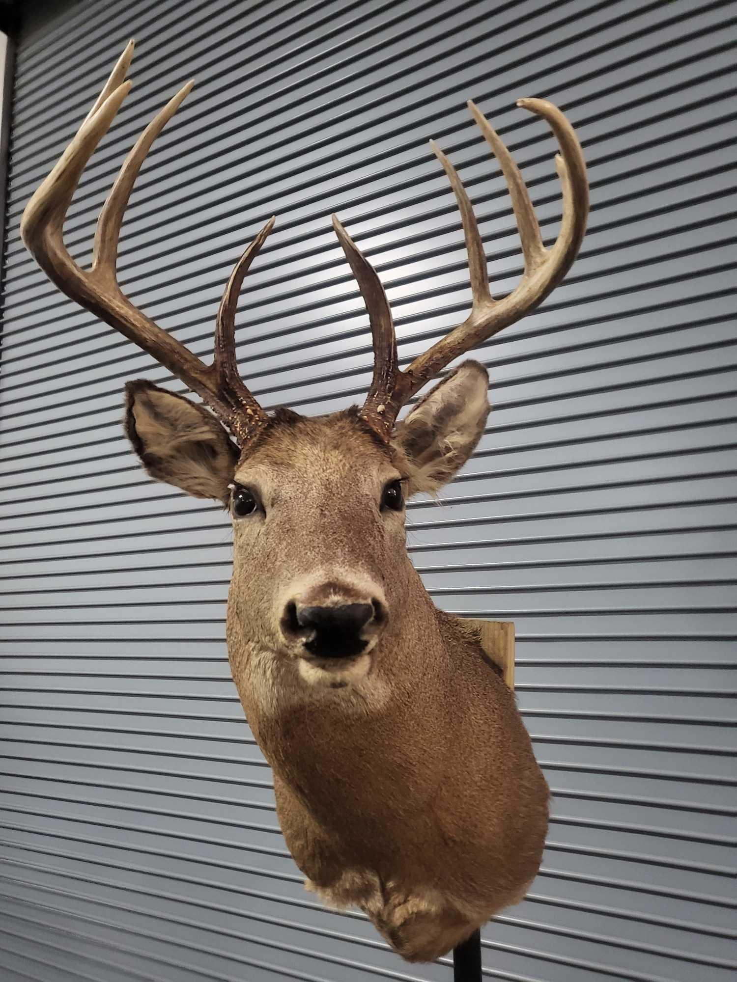 TAXIDERMY WHITETAIL SHOULDER MOUNT: This is a really nice 8 point with a giant set of antlers it's a vintage piece but deserves to be in this group of whitetail