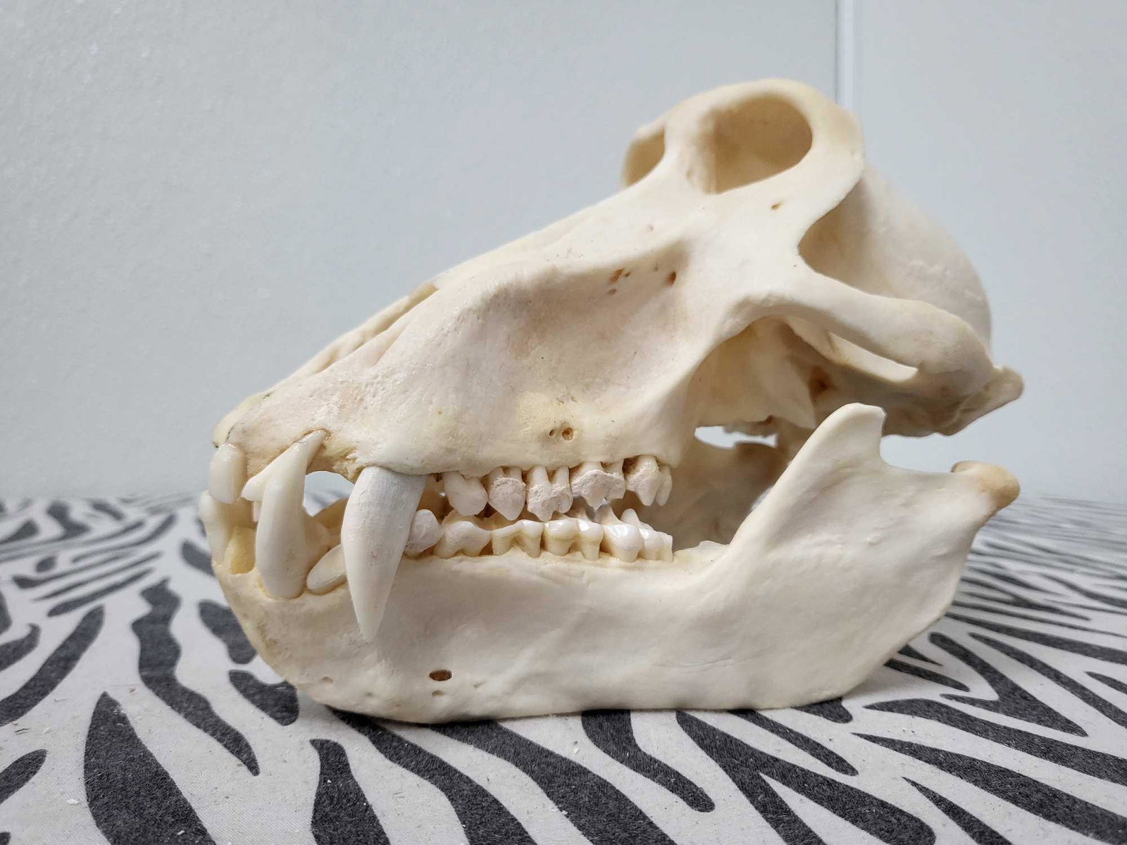TAXIDERMY BABOON SKULL: Nice skull miss a couple of teeth