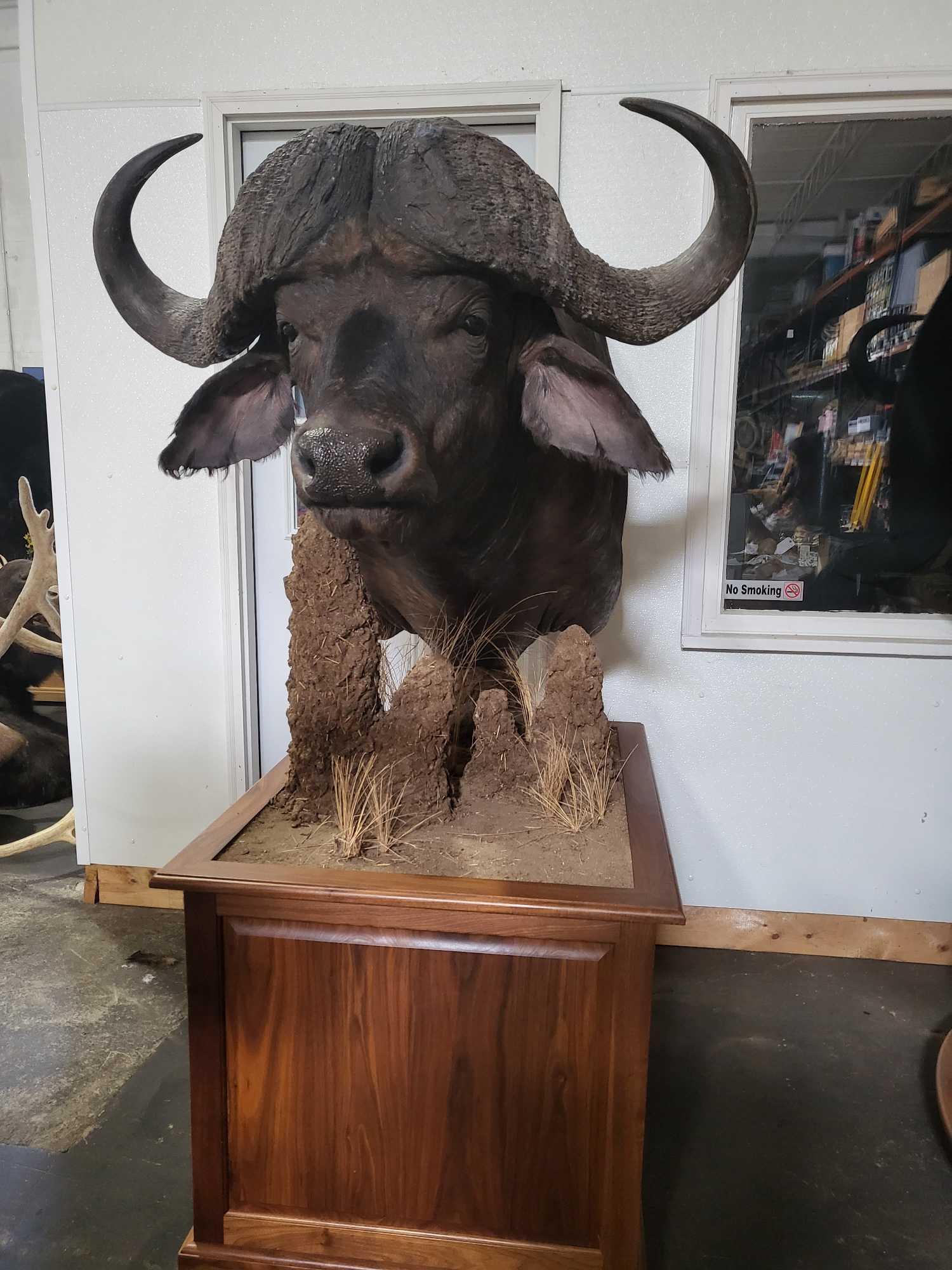 TAXIDERMY AFRICAN CAPE BUFFALO PEDESTAL MOUNT: This is a world class top of the line very high end Trophy book mint condition monster of a Cape Buffalo. You will never find a Buffalo of this caliber at auction . The gentleman that took this bull h