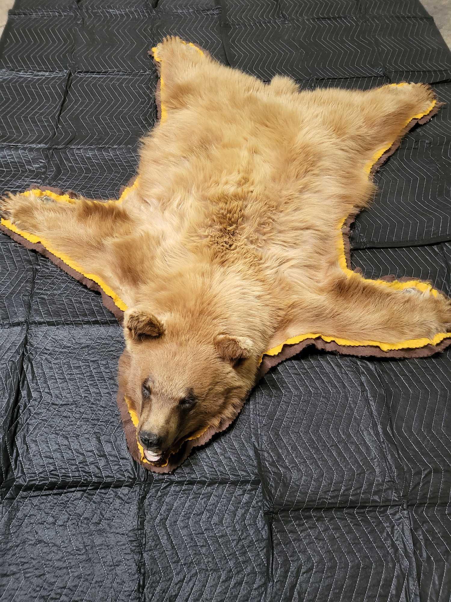TAXIDERMY CINNAMON COLORED BLACK BEAR RUG: A really nice rug with nice backing . You don't see this color everyday