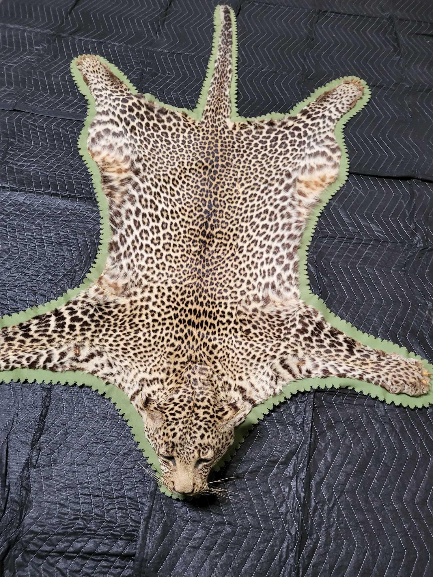OHIO BUYERS ONLY TAXIDERMY AFRICAN LEOPARD RUG: This very rare leopard was taken in the early 70's This cat shows very will with great color and spotting and a nice backing. This is a rug that is very hard to come by a great collector piece OHIO BU