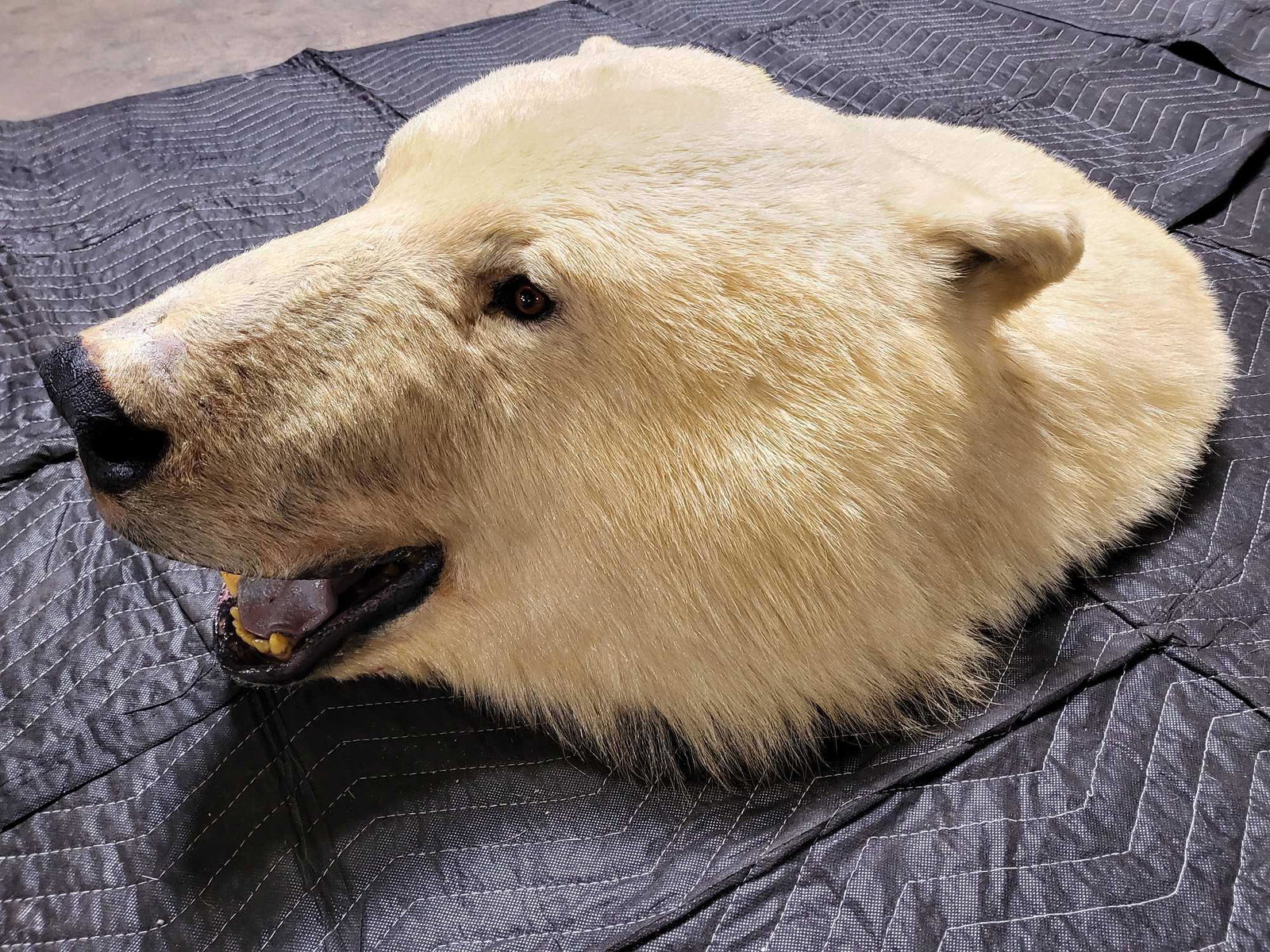 US BUYERS ONLY TAXIDERMY POLAR BEAR HEAD MOUNT: This is something you don't see everyday . This is your chance to own one of the most sought after animals in the taxidermy world . I giant of a head This beautiful head is for the person that wants a