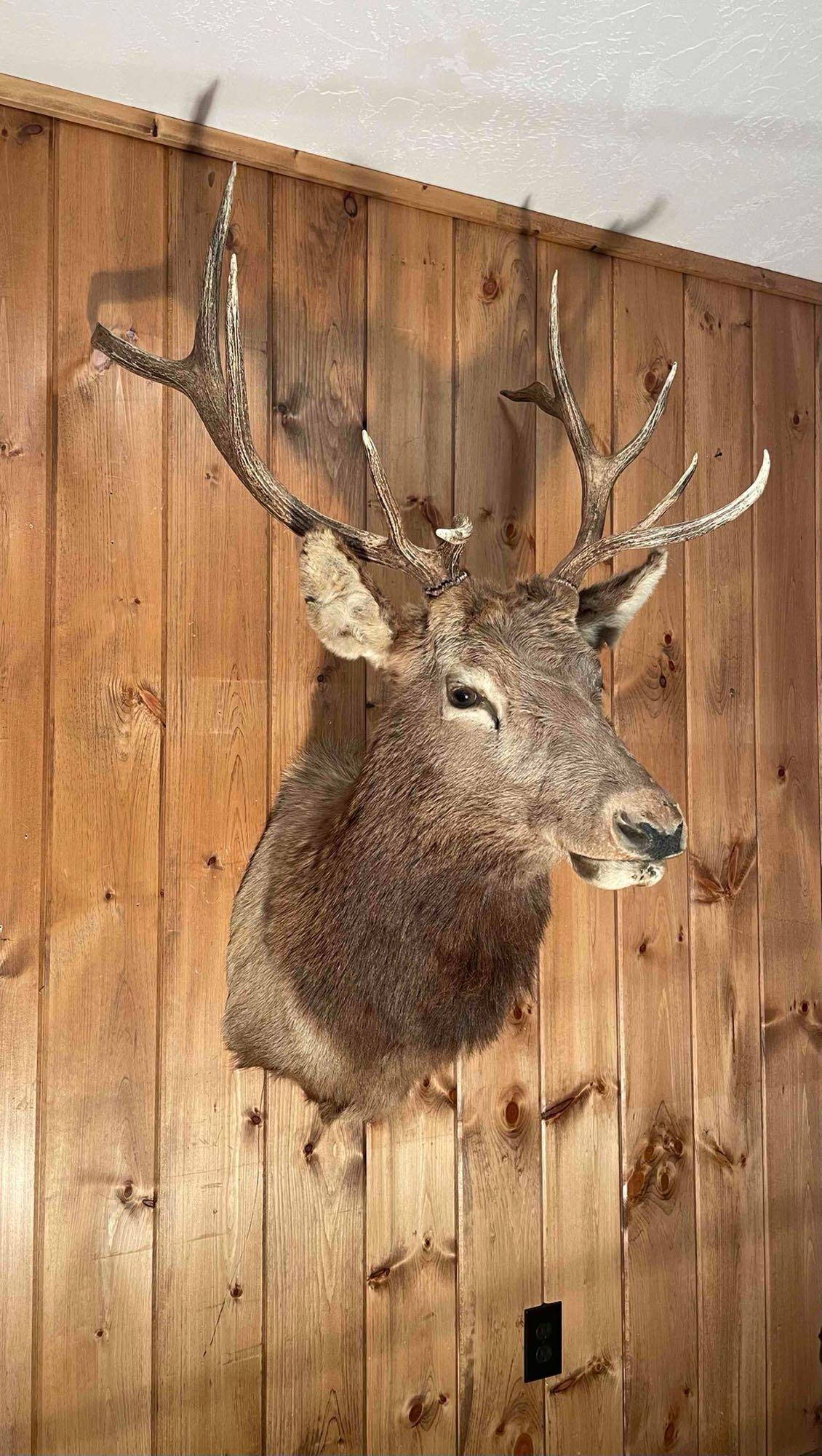 Taxidermy Elk: Nice 5x5 Shoulder Mount Elk