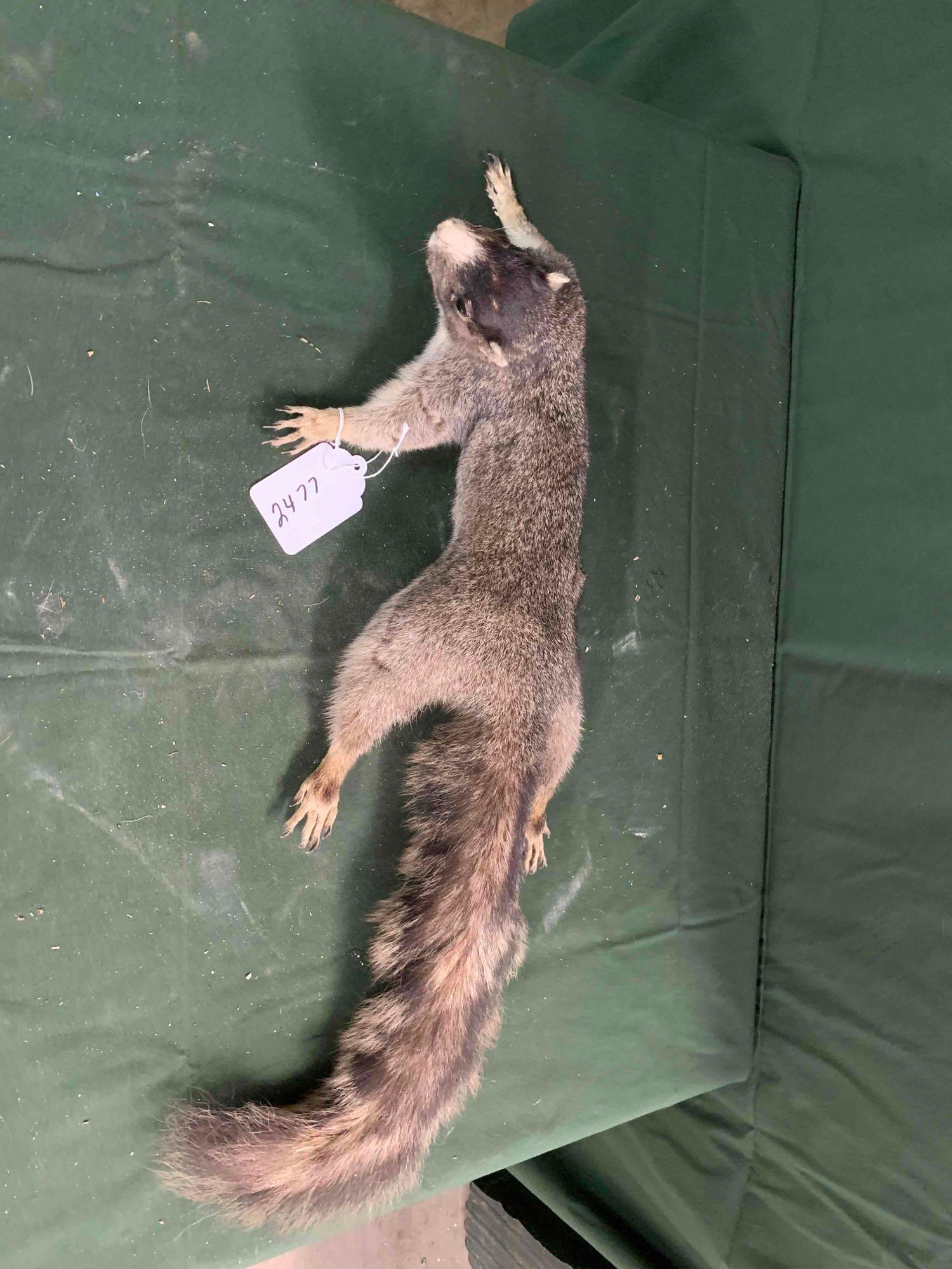 Taxidermy squirrel: Taxidermy squirrel Southern fox squirrel