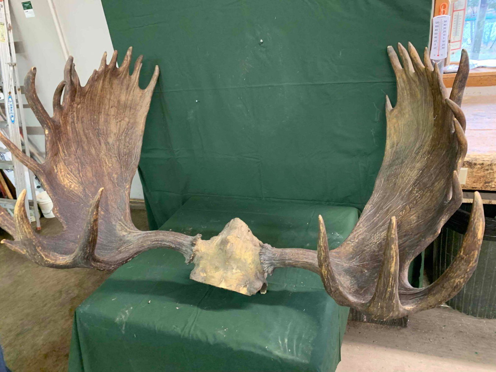 taxidermy moose: moose antlers 46 inches wide