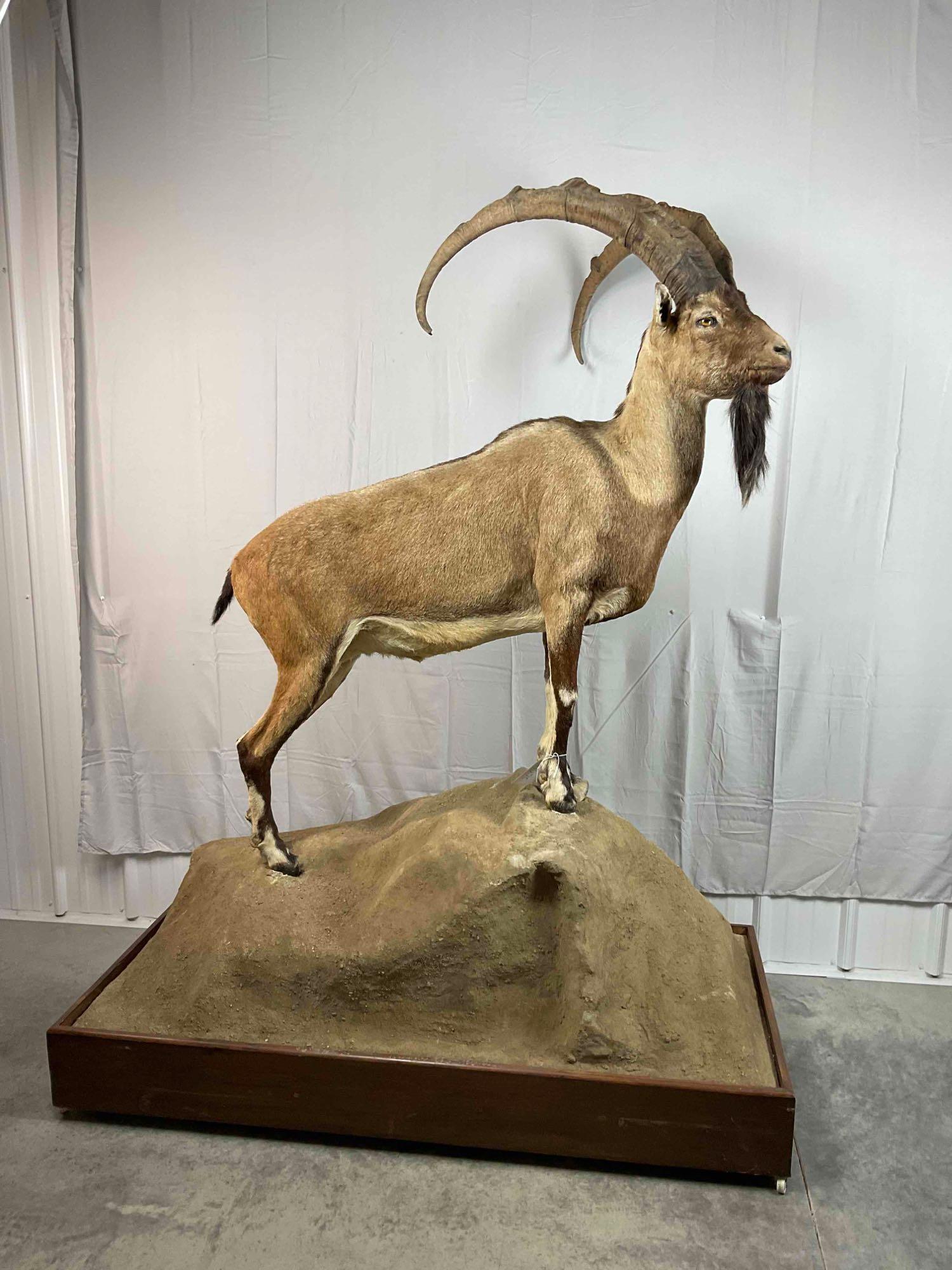 Taxidermy Ibex: Bezoar Ibex Full Body Mount