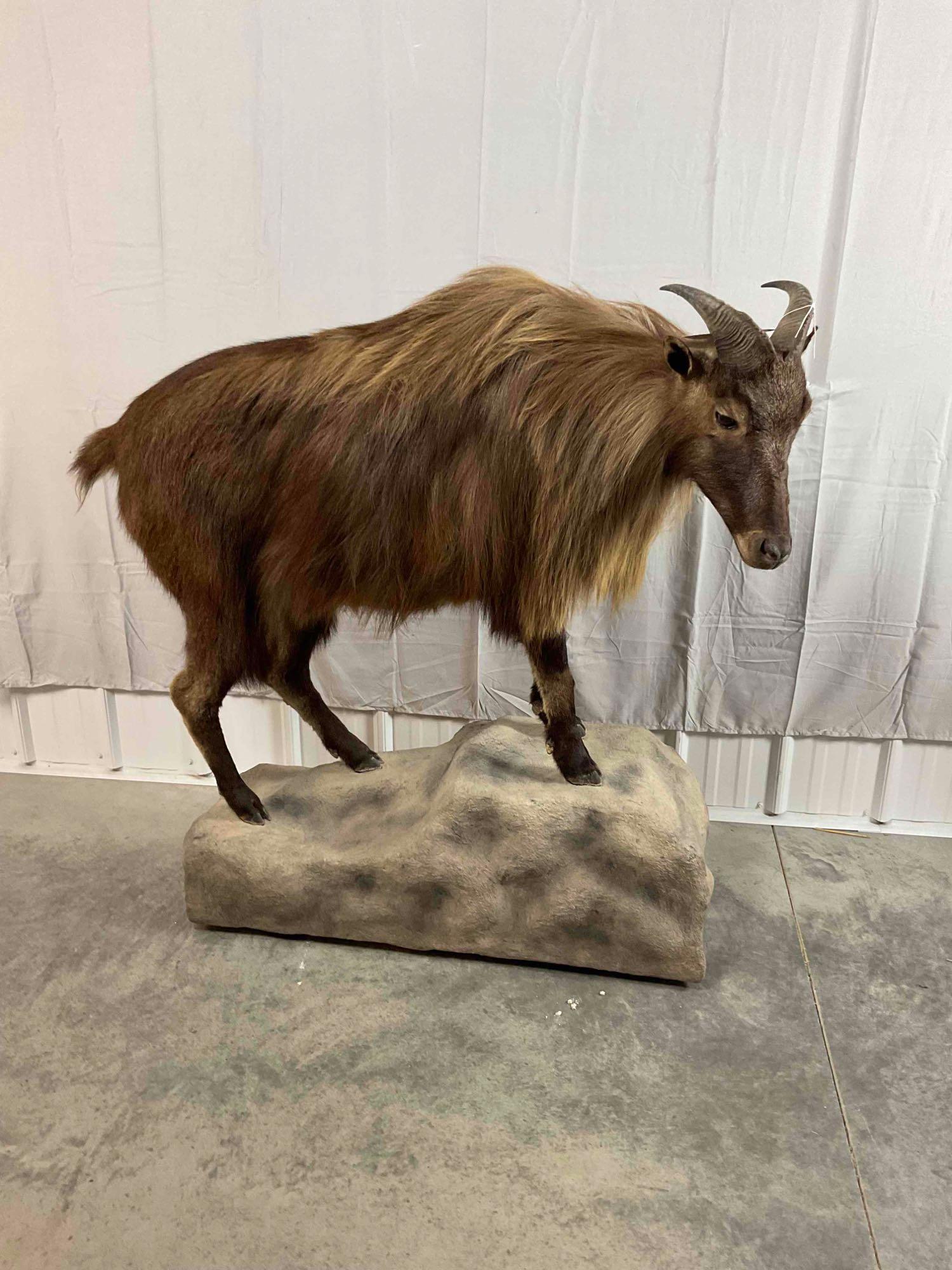 Taxidermy Tahr: Himalayan Tahr Full Body Mount