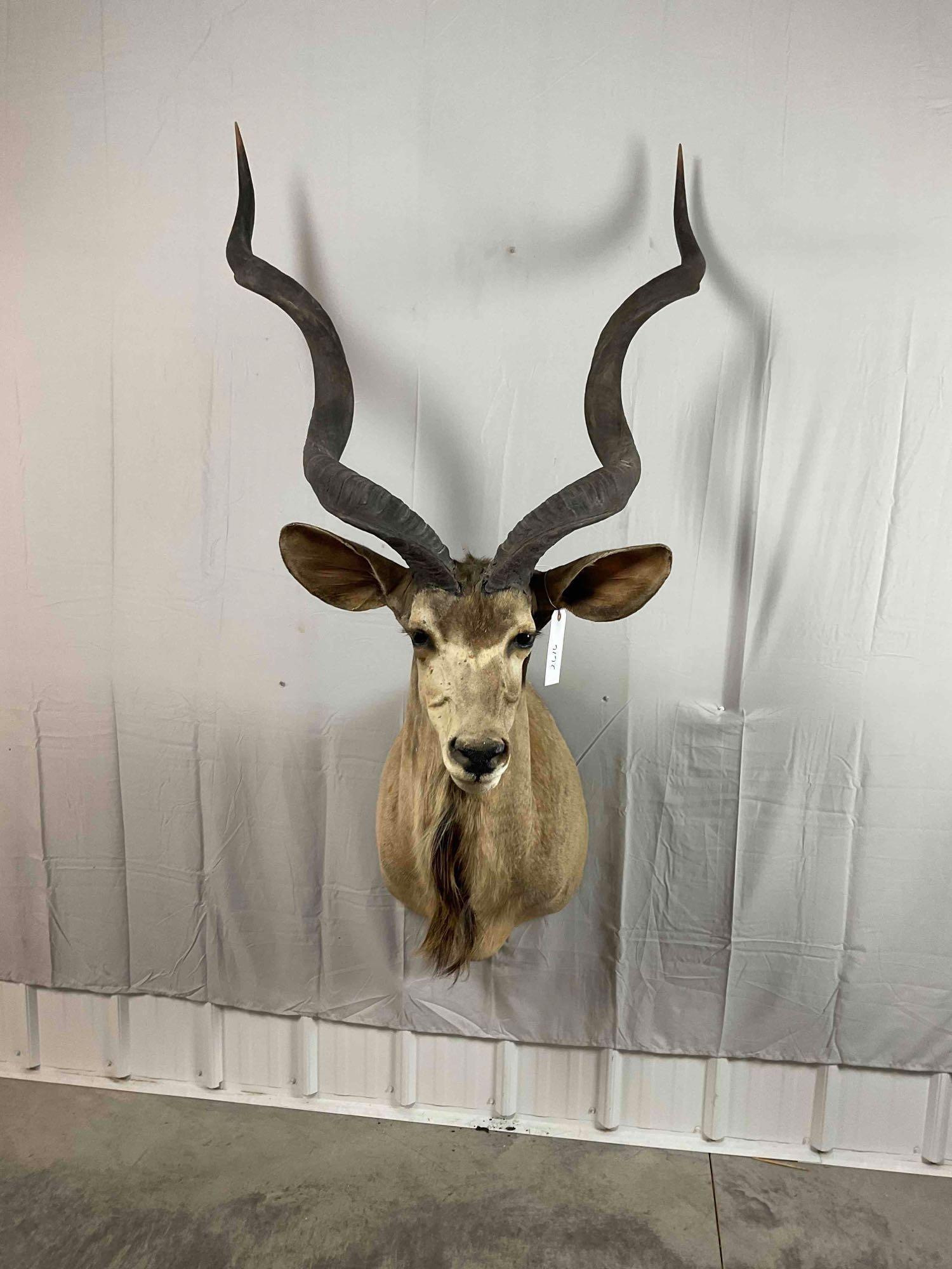 Taxidermy Kudu: Kudu Shoulder Mount