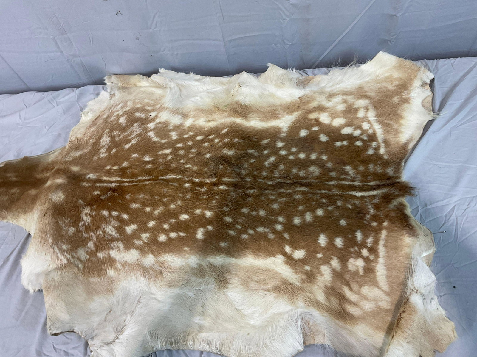 taxidermy skin: either a axis or a fallow deer skin