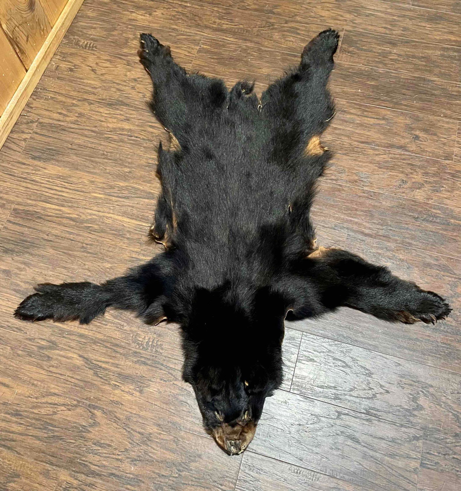 Taxidermy Black Bear: Tanned Black Bear Cub Hide all claws intact 45 inches long 40 inches wide