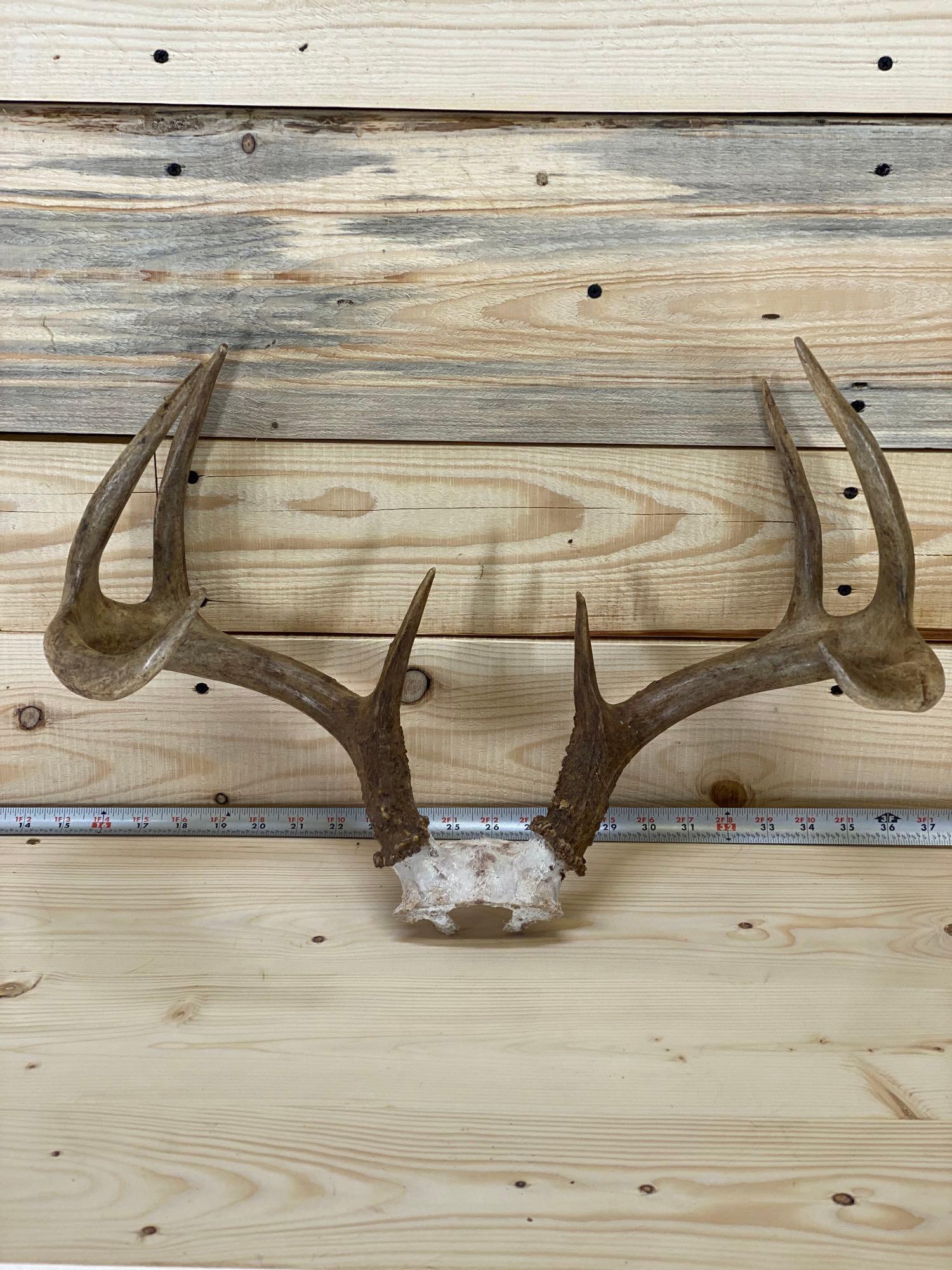 taxidermy antlers (1 of 4)
