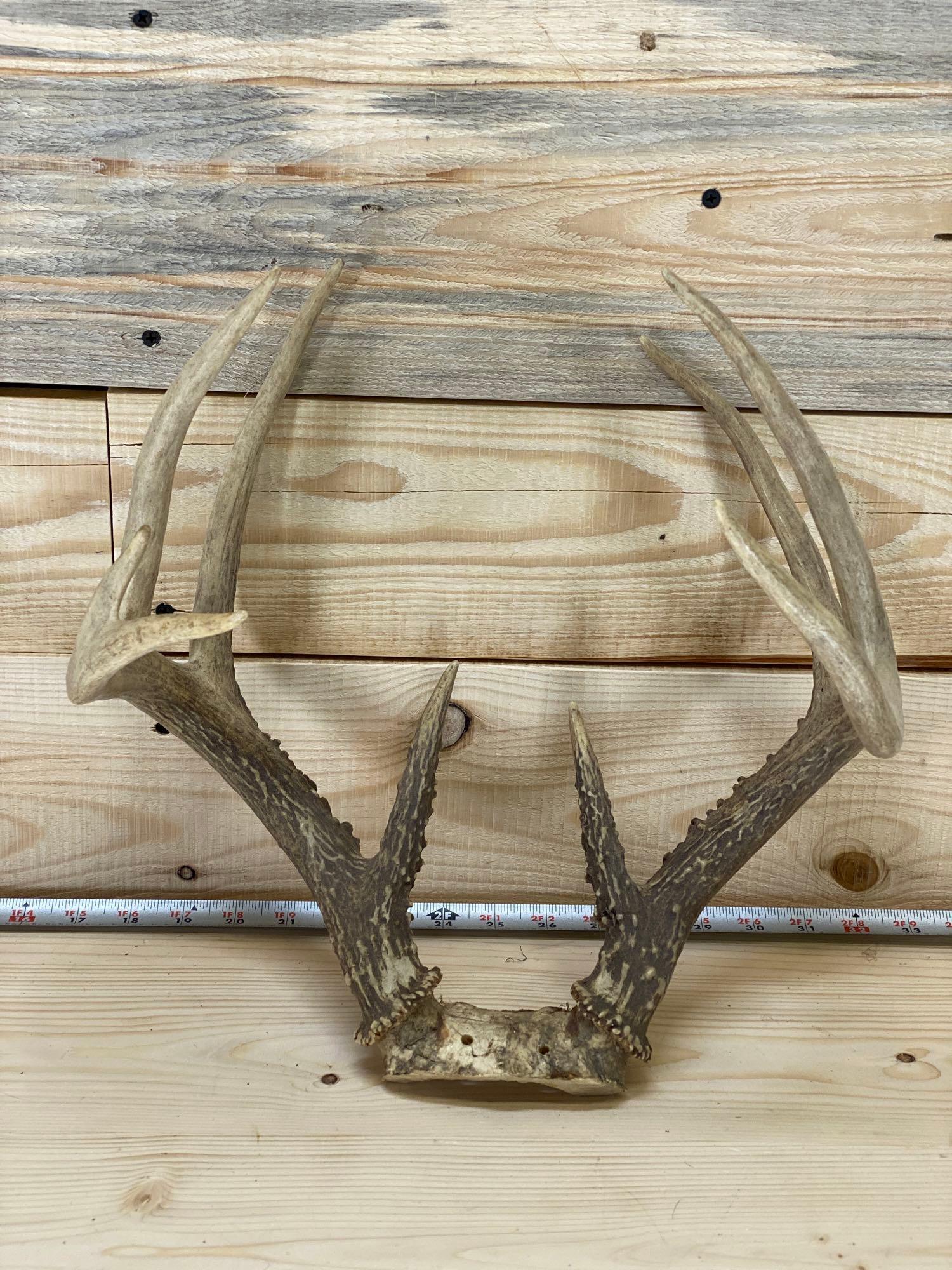 taxidermy antlers (1 of 3)