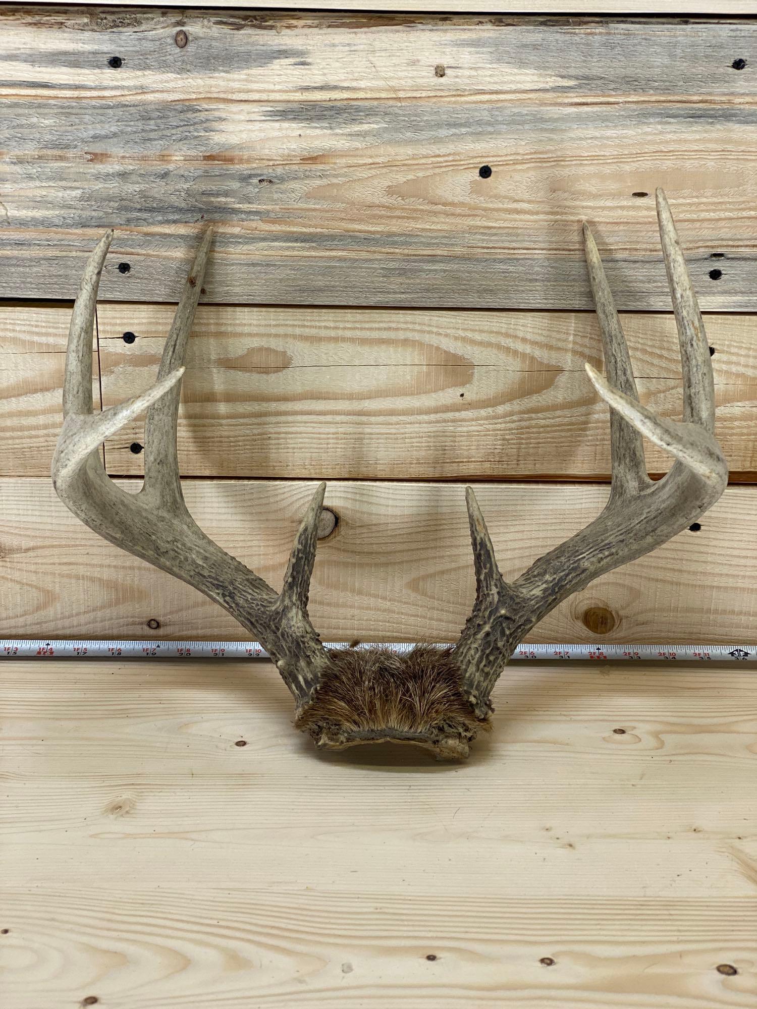 taxidermy antlers (1 of 4)