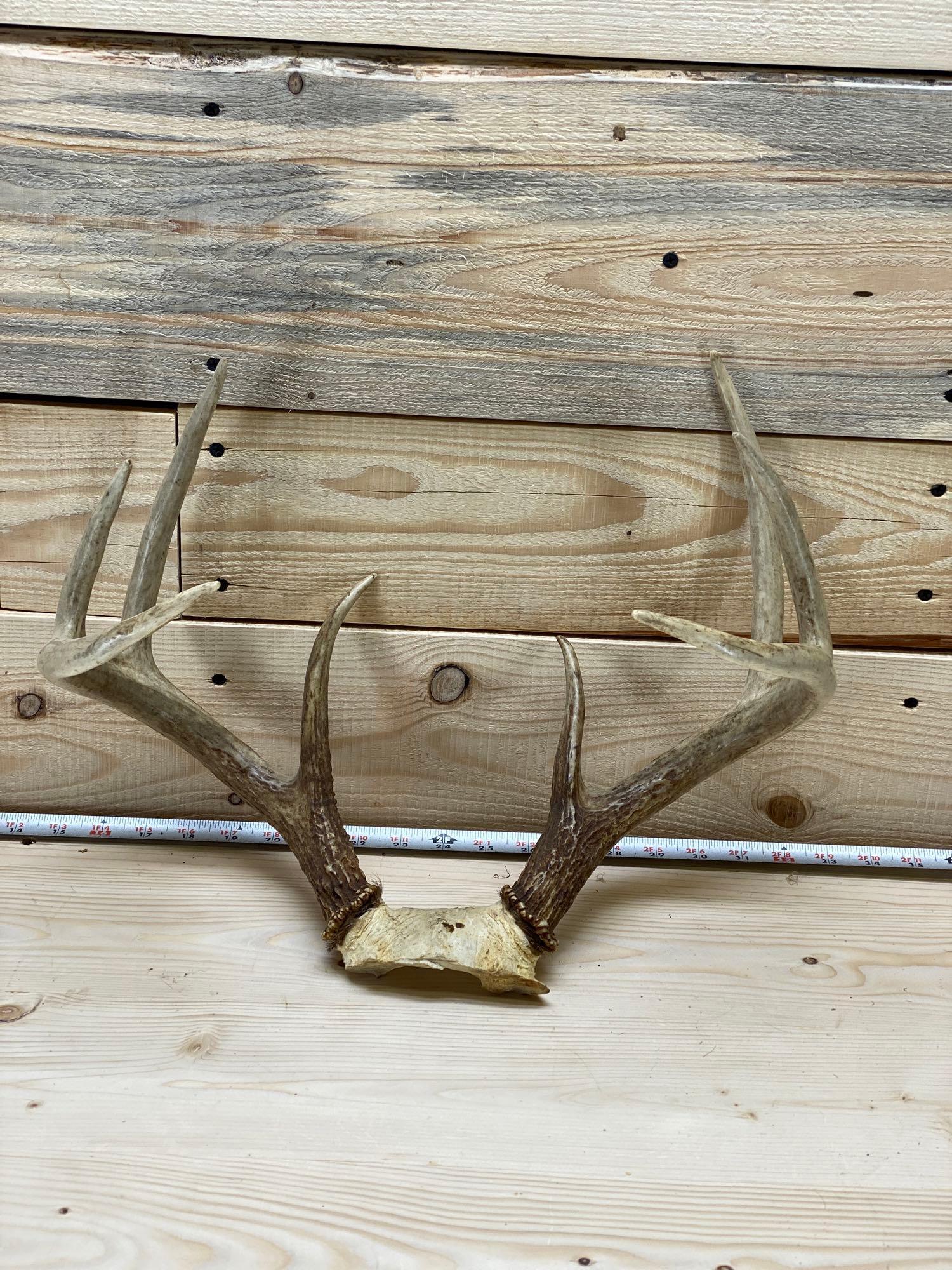 taxidermy antlers (1 of 3)