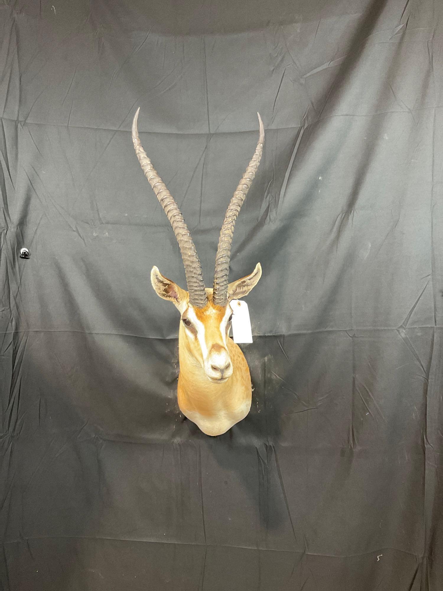 Grants Gazelle (1 of 4)