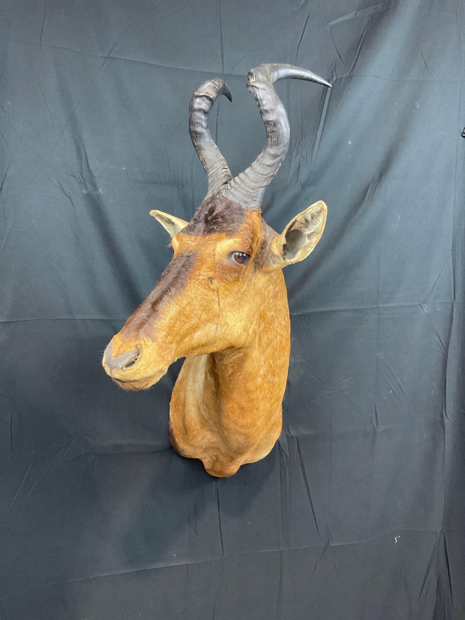 Red Hartebeest (1 of 5)