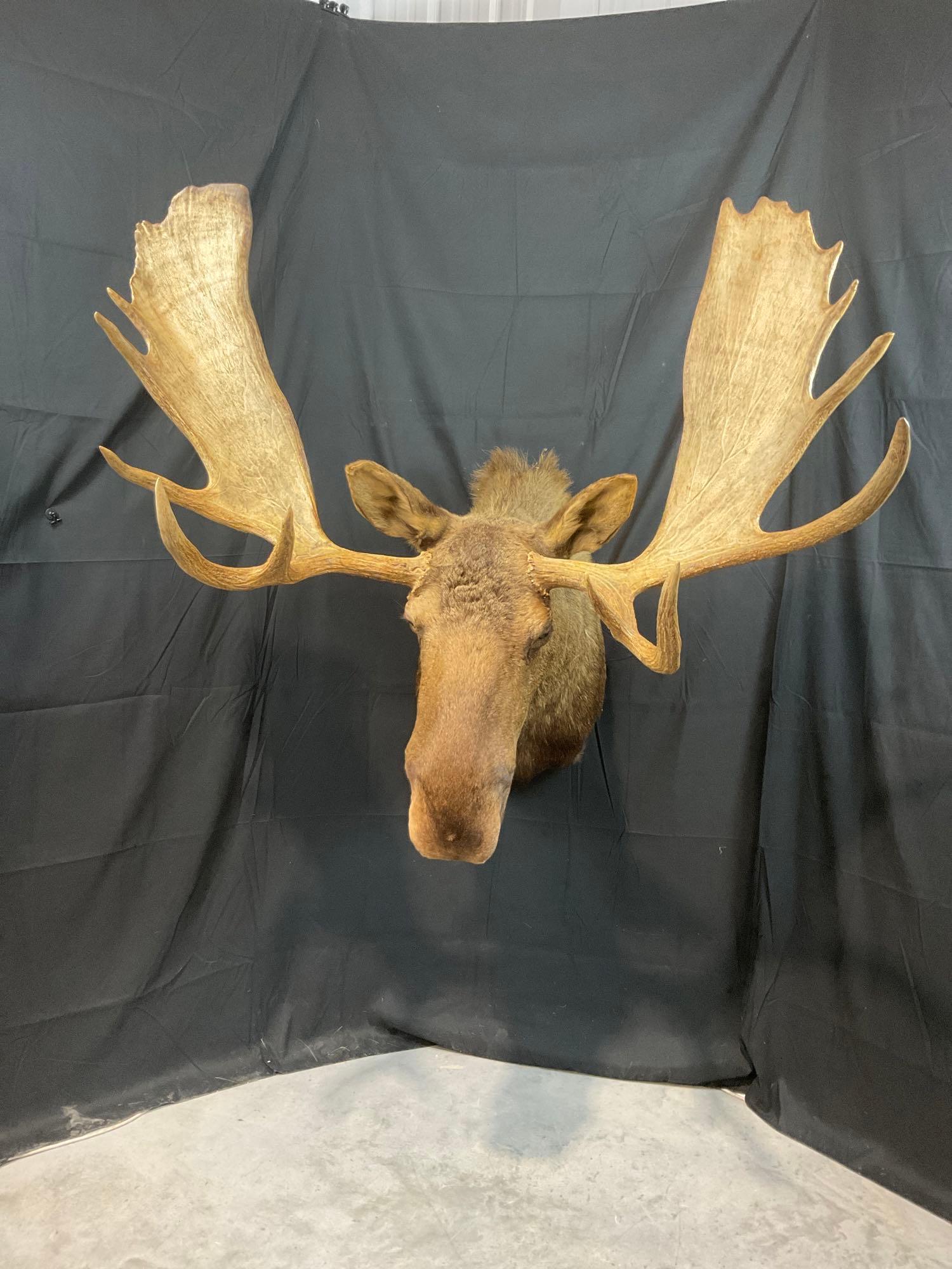 Moose Mount (1 of 5)