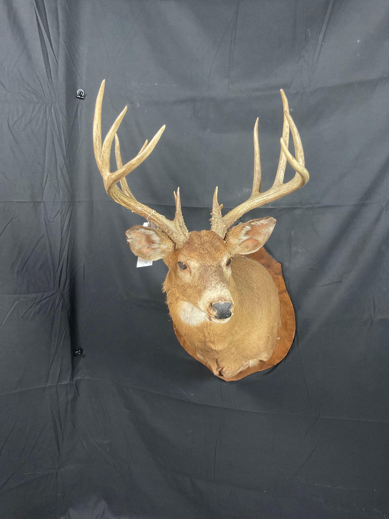 Whitetail Shoulder Mount (1 of 4)
