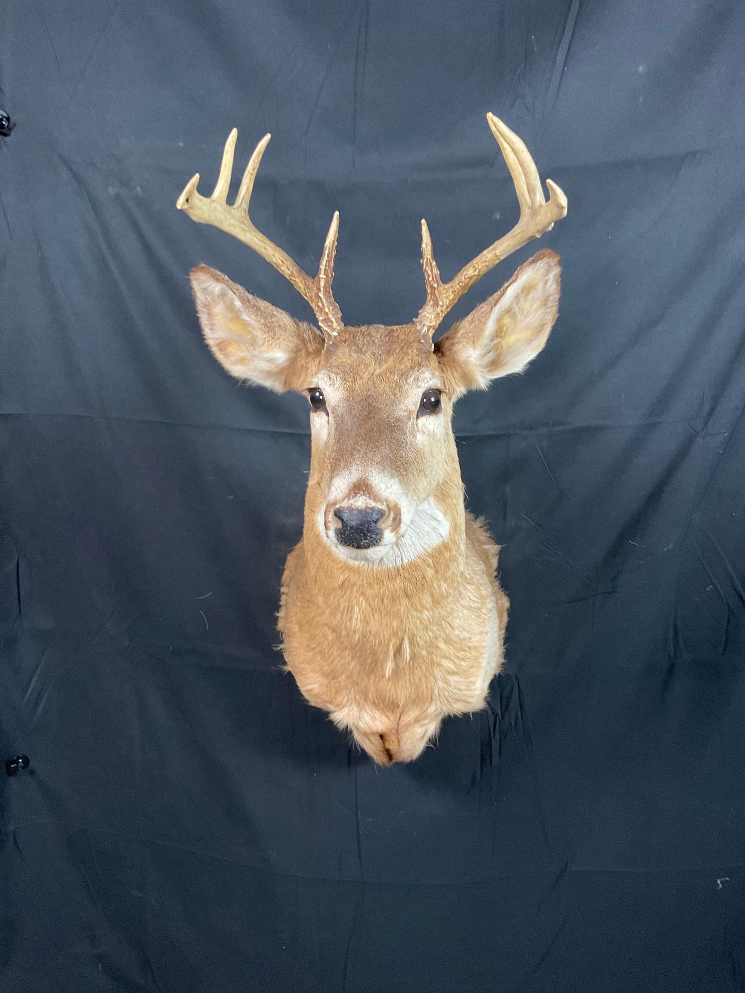 Whitetail Mount (1 of 3)