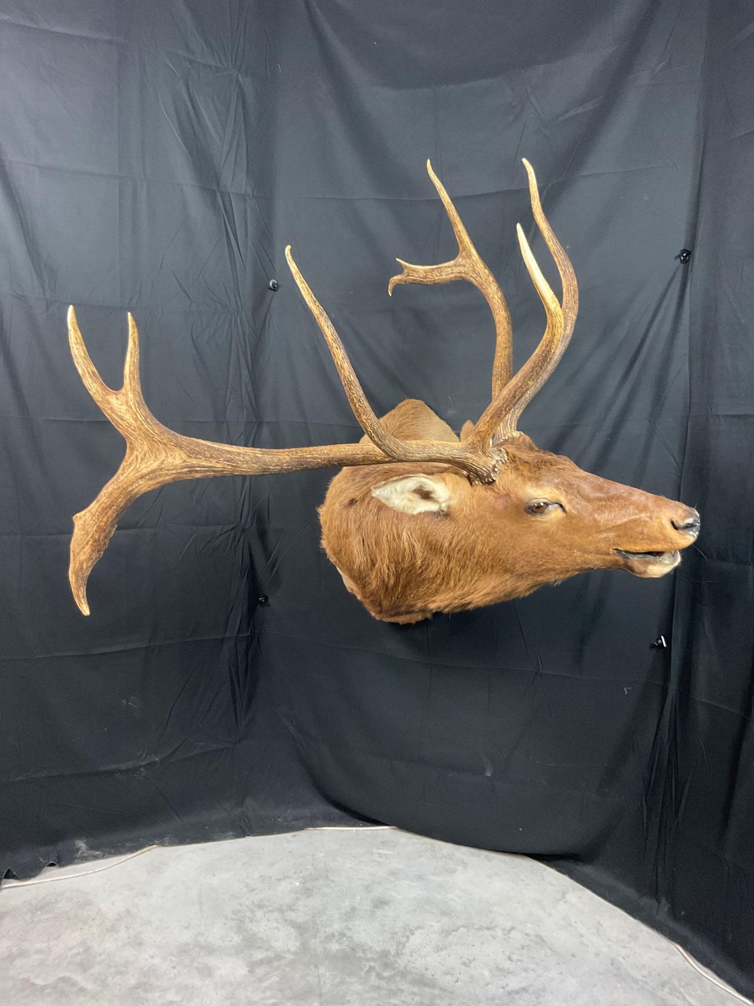 Elk Mount (1 of 5)