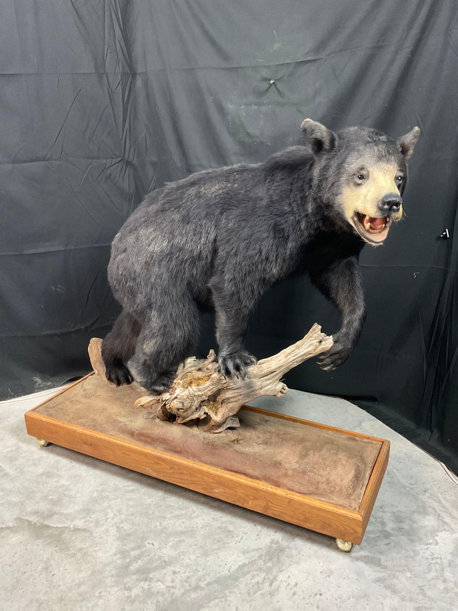 Black Bear Mount - DO NOT BID IF YOU ARE FROM CA "¢ FL "¢ NE "¢ ND "¢ OK "¢ SD "¢ VA "¢ WV (1 of 4)