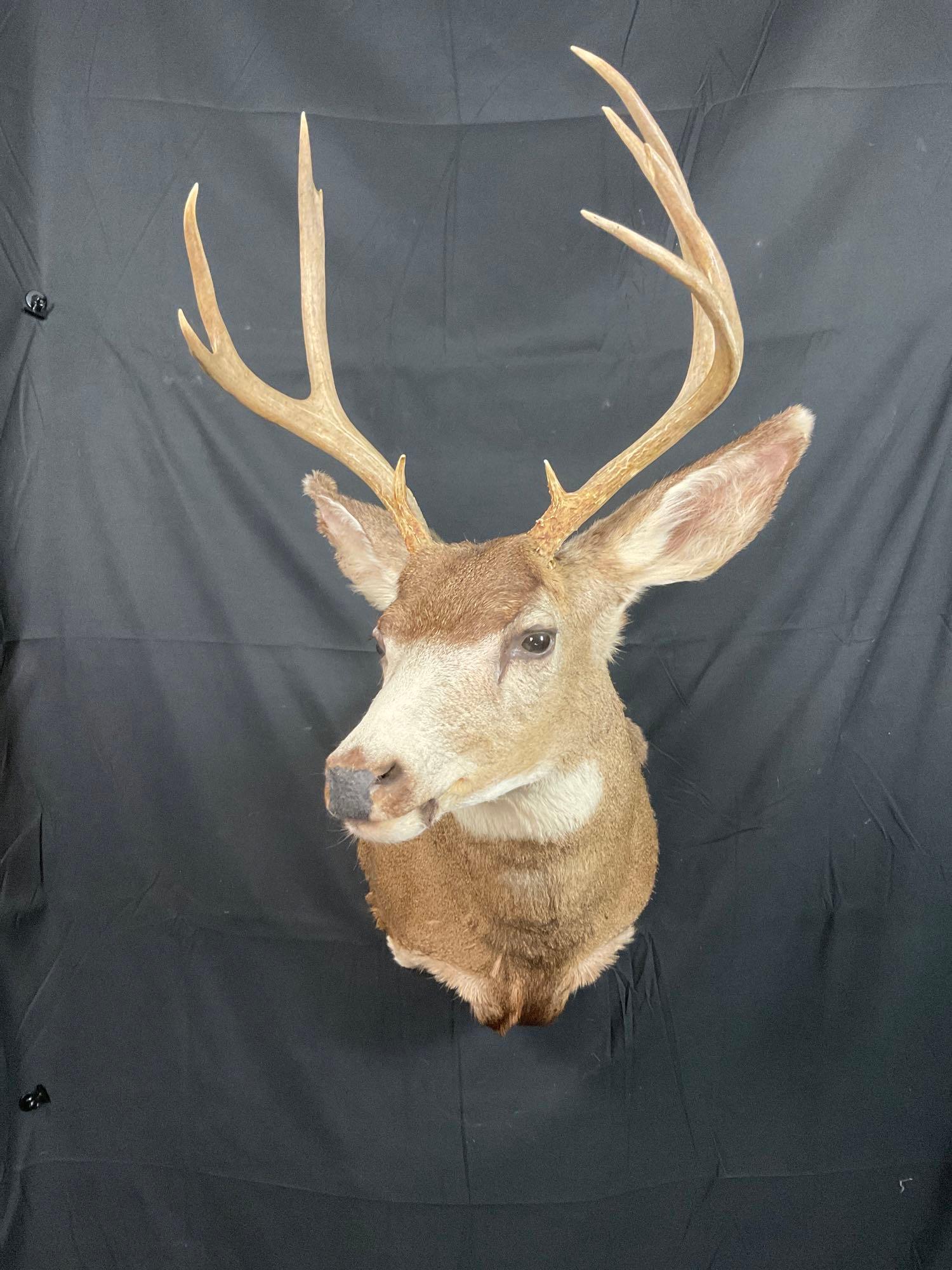 Mule Deer Mount (1 of 3)
