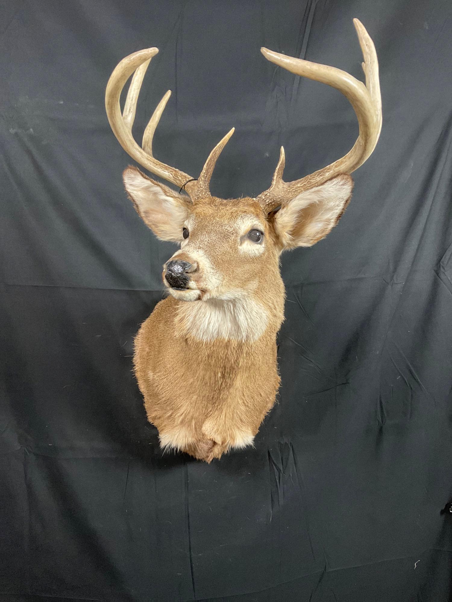 Whitetail Mount (1 of 3)