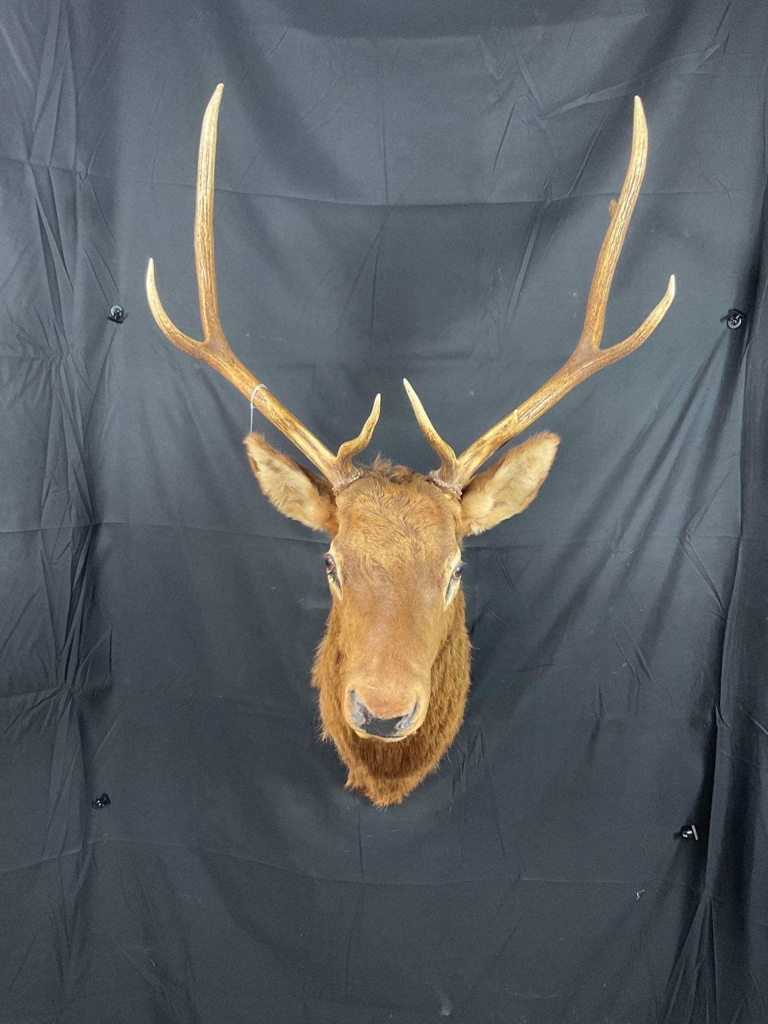 Elk Mount (1 of 5)