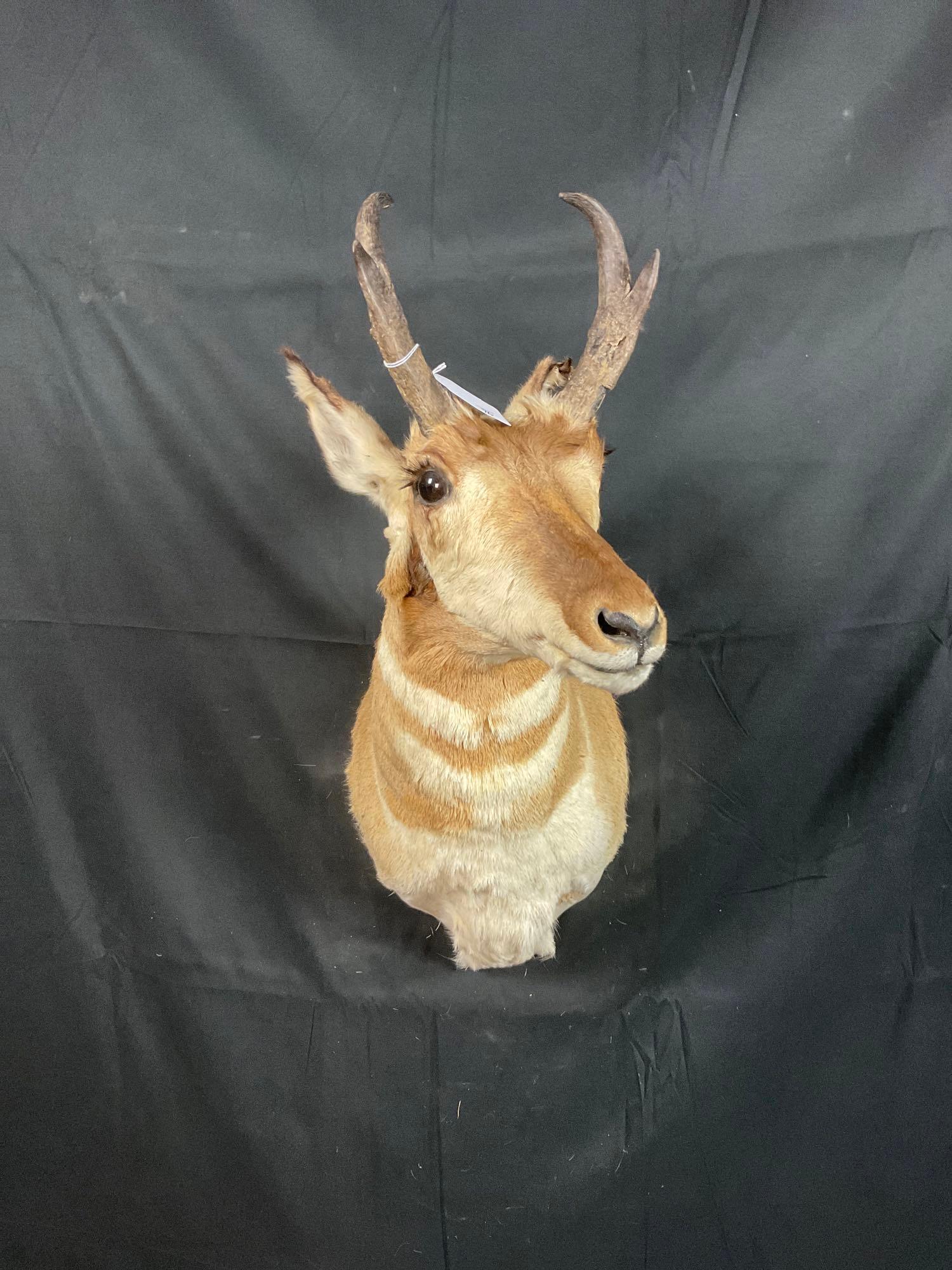 Pronghorn (1 of 3)