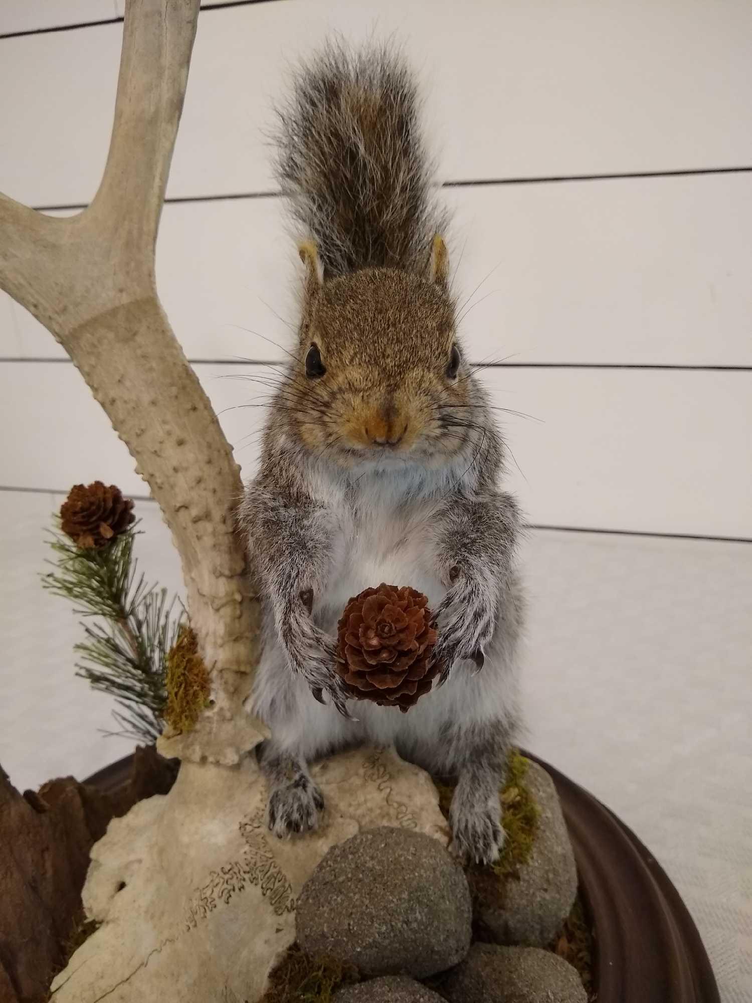 Gray Squirrel & Mule Deer Skull (1 of 4)