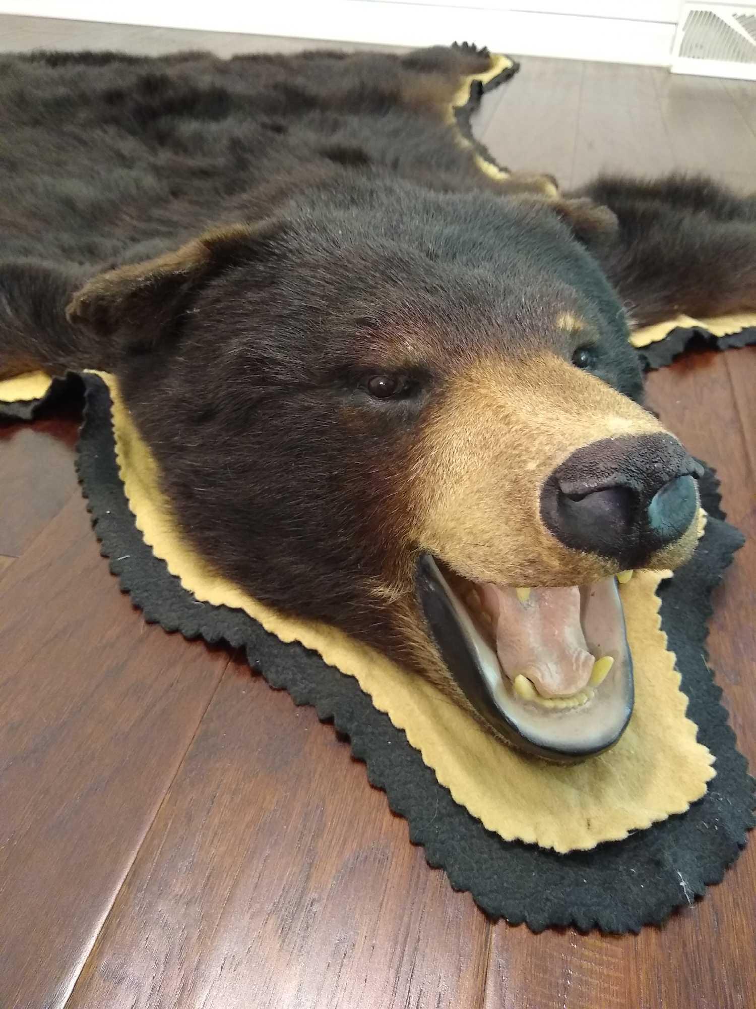 Black Bear Rug - DO NOT BID IF YOU ARE FROM CA "¢ FL "¢ NE "¢ ND "¢ OK "¢ SD "¢ VA "¢ WV (1 of 5)