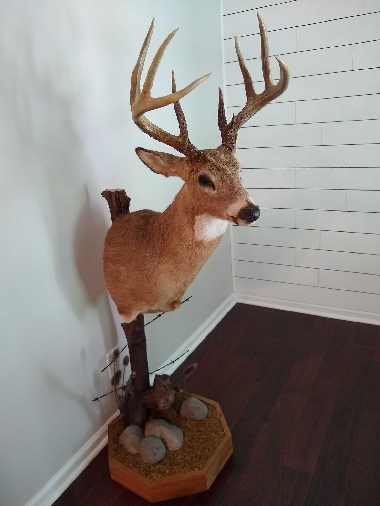 Whitetail on Fencepost (1 of 5)