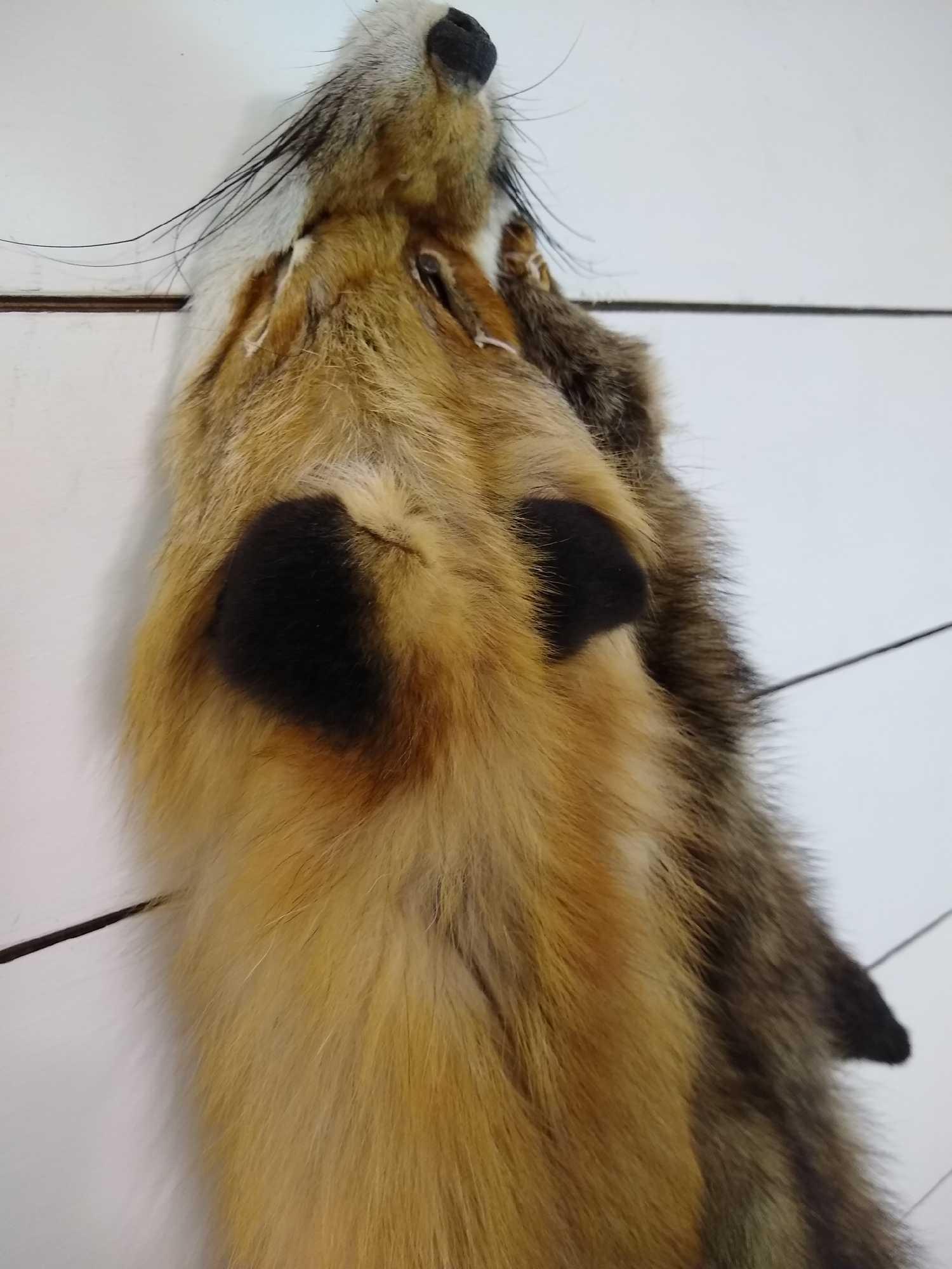 Fox & Fisher Pelts (1 of 4)