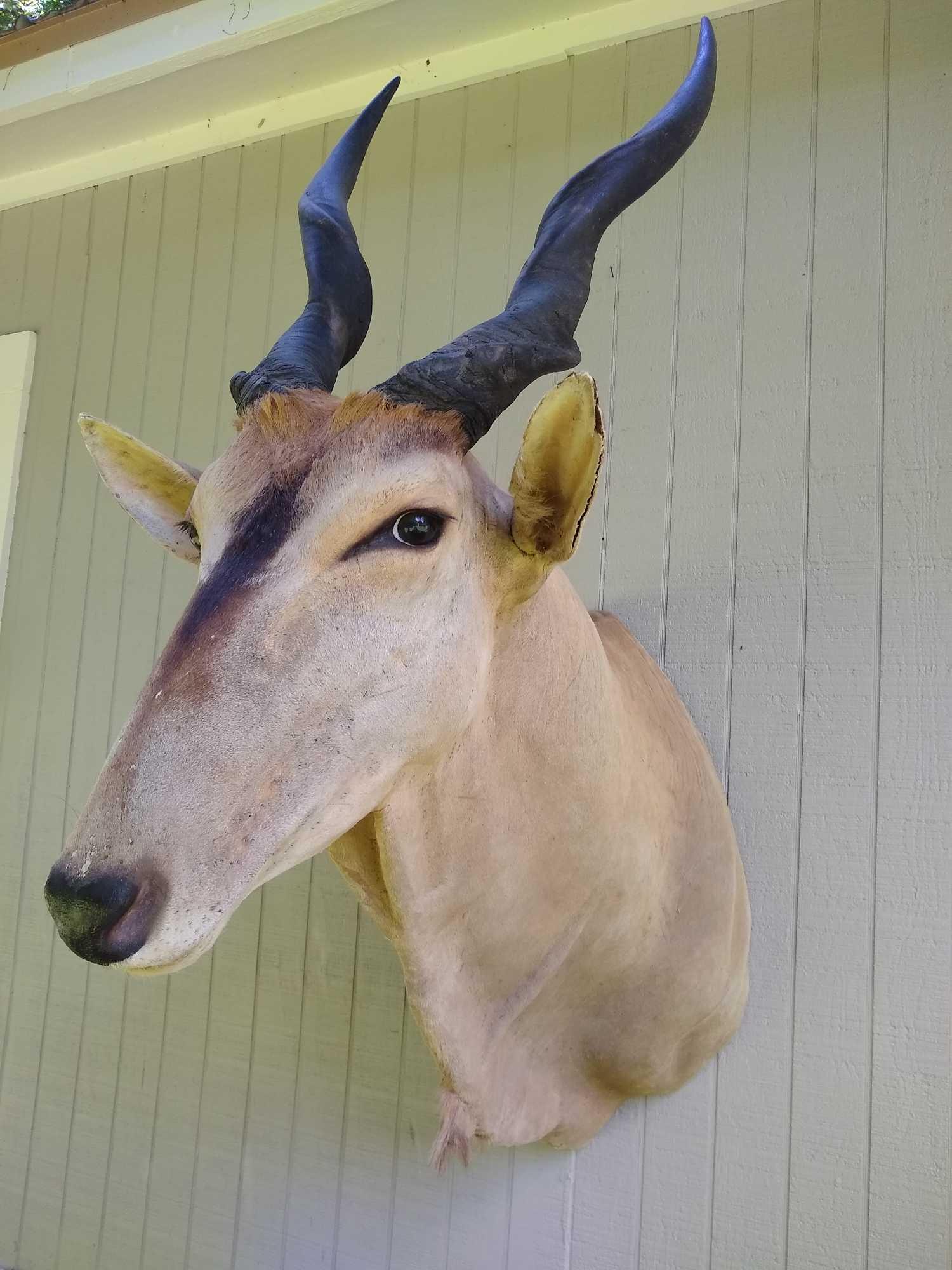 Eland: South African Giant Eland. Big, big trophy bull. True statement piece.