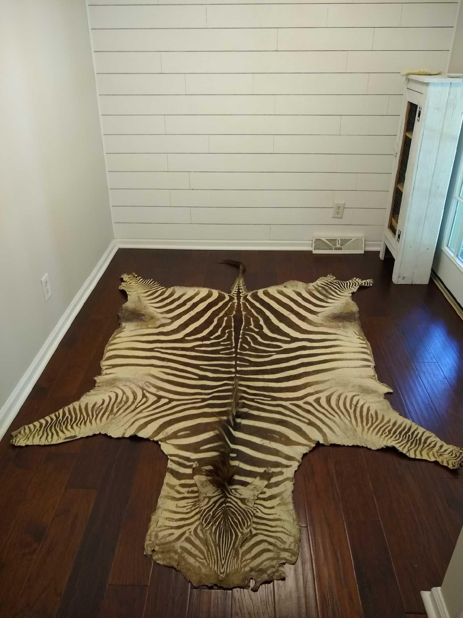 Zebra Rug (1 of 6)