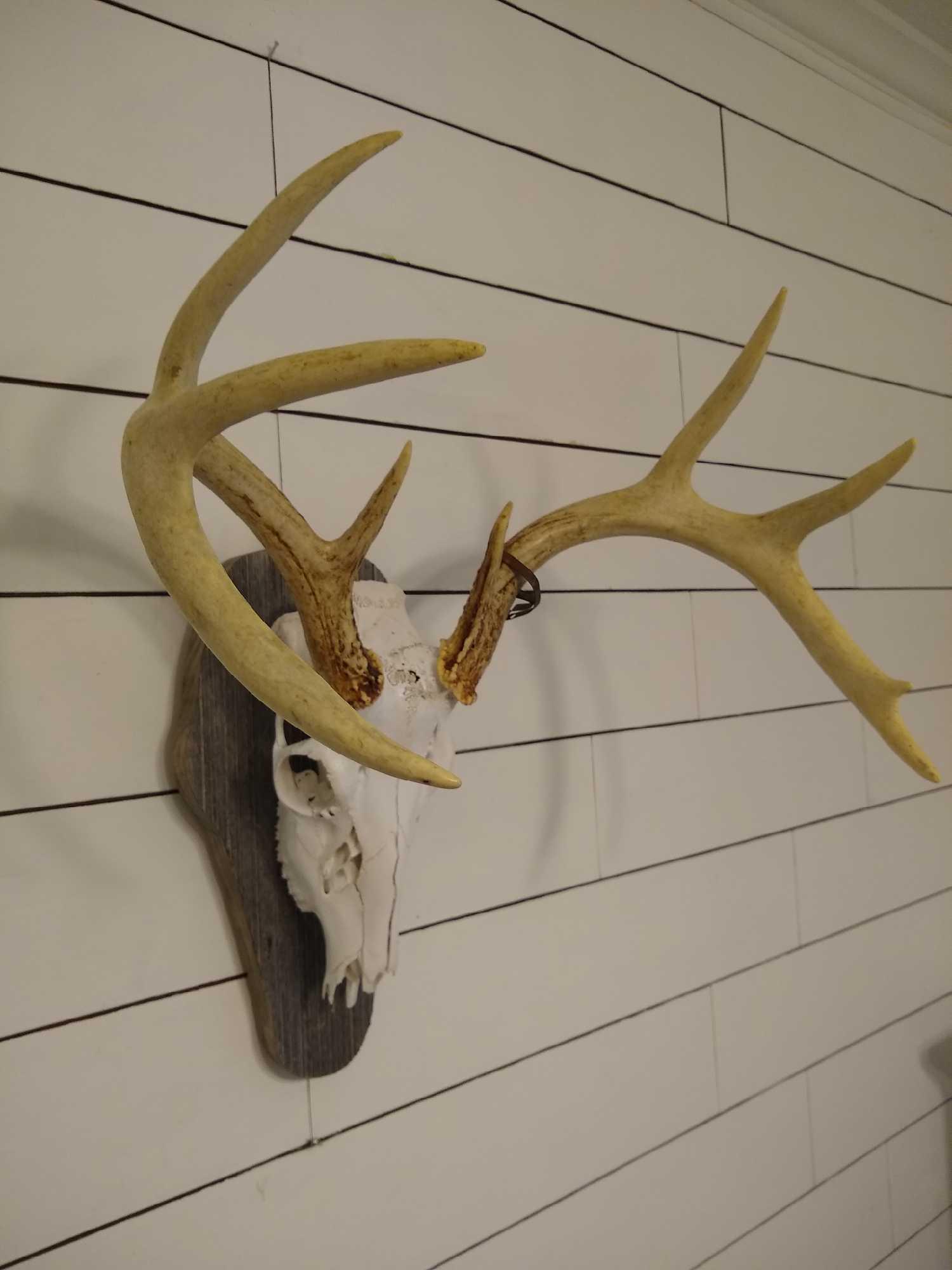 Euro Whitetail (1 of 3)