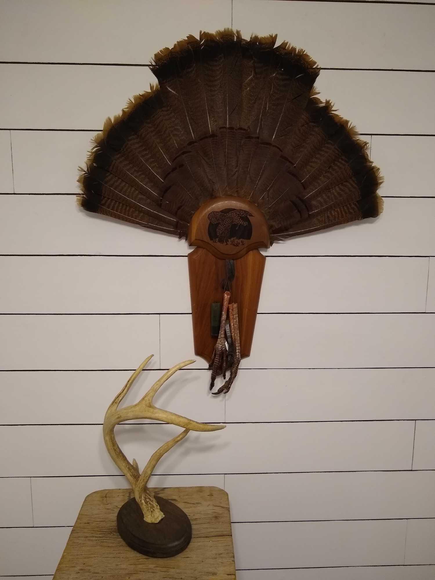Turkey Fan & 2nd Single Antler Shed (1 of 5)