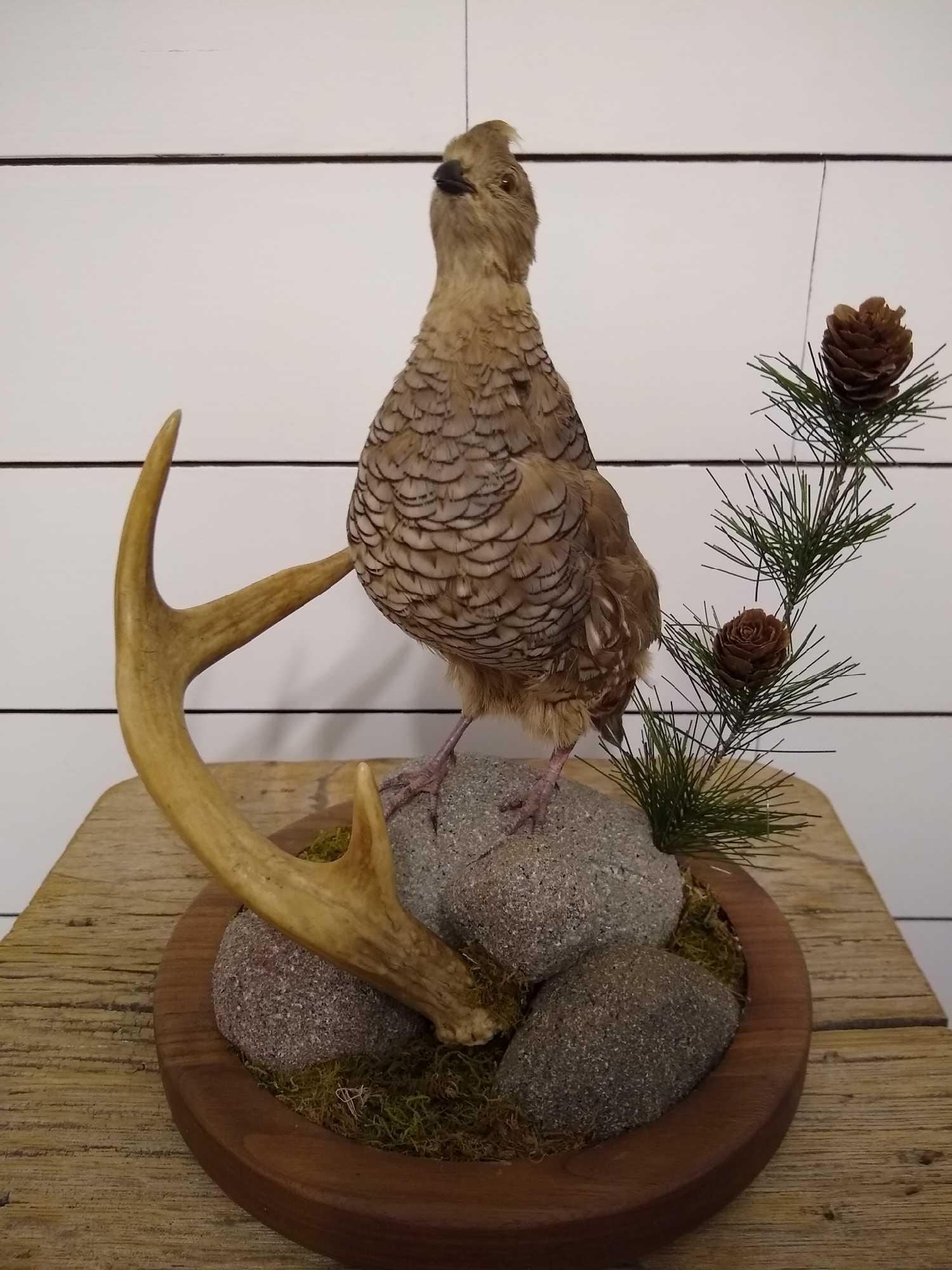 Scaled Quail (1 of 5)