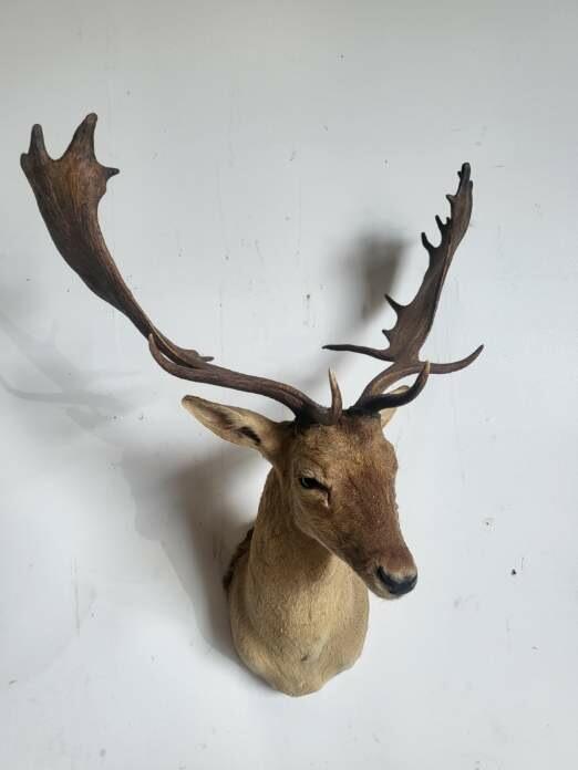 CHOCOLATE FALLOW DEER TAXIDERMY SHOULDER MOUNT (1 of 4)