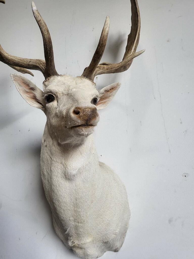 WHITE FALLOW DEER TAXIDERMY SHOULDER MOUNT - HARD TO FIND: 21 POINTS ON THIS BEAUTIFUL HIGH END WHITE FALLOW DEER TAXIDERMY SHOULDER MOUNT. This White Fallow Deer is hard to find. The white is a condition known as leucism that causes the hair and skin to lose