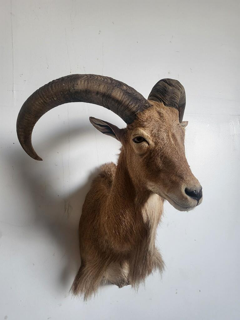 AOUDAD TAXIDERMY SHOULDER MOUNT (1 of 4)