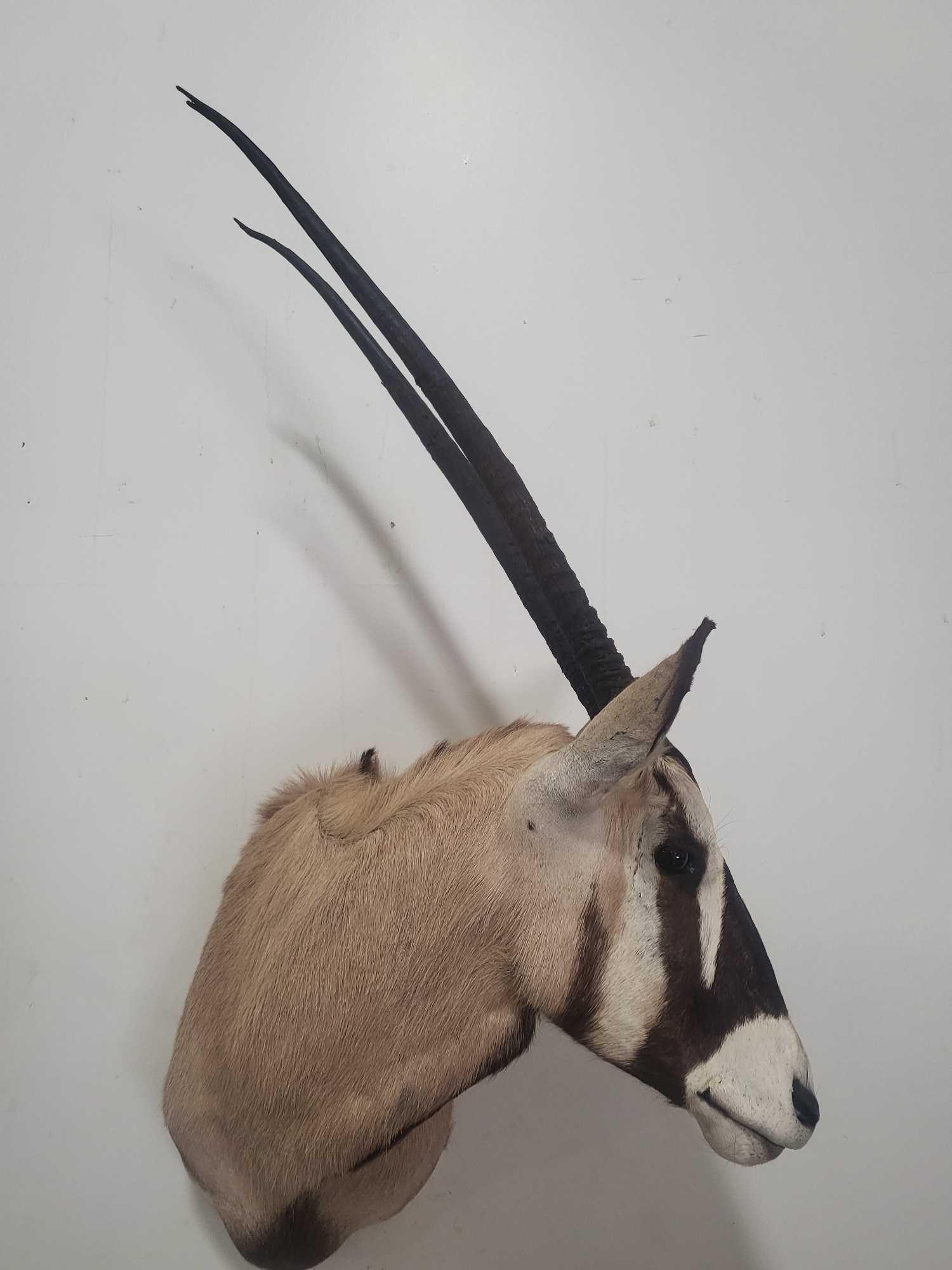 GEMSBOK TAXIDERMY SHOULDER MOUNT (1 of 4)